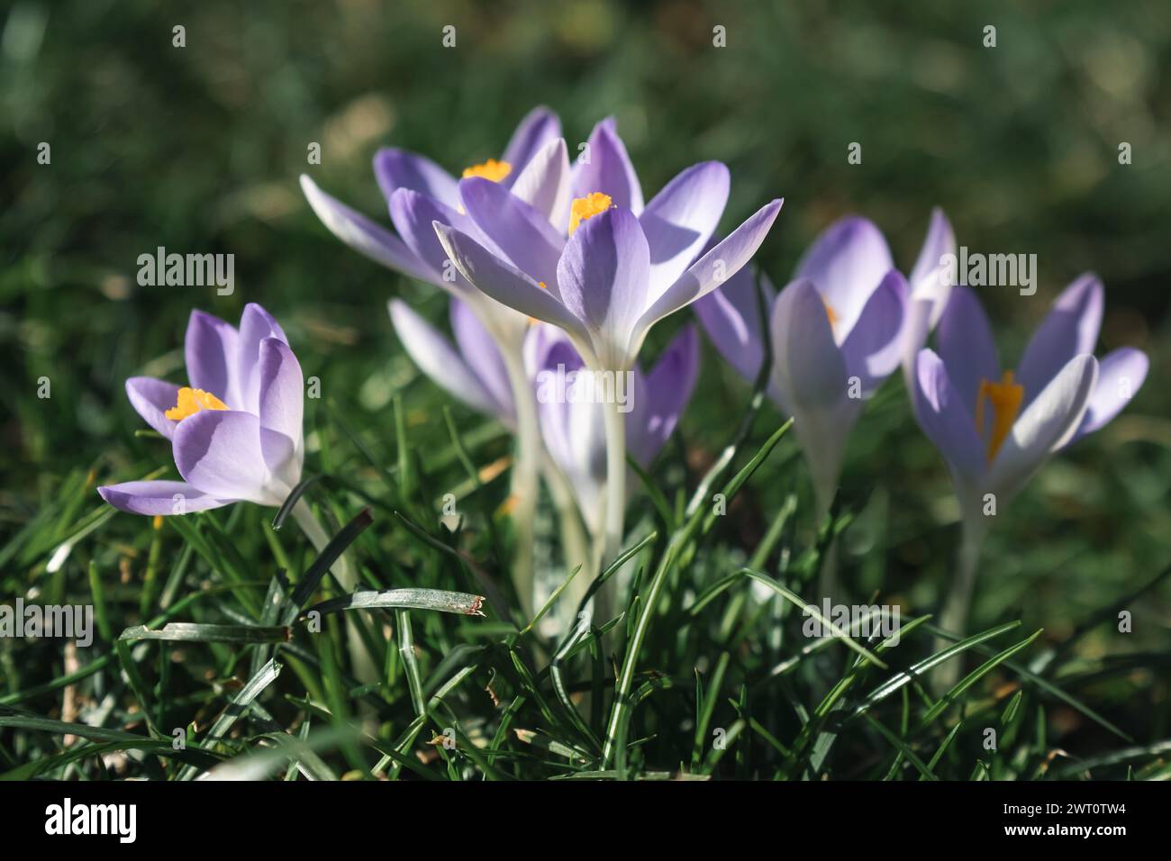 Violette Krokusblüten im Frühfrühlingsgarten. Stockfoto