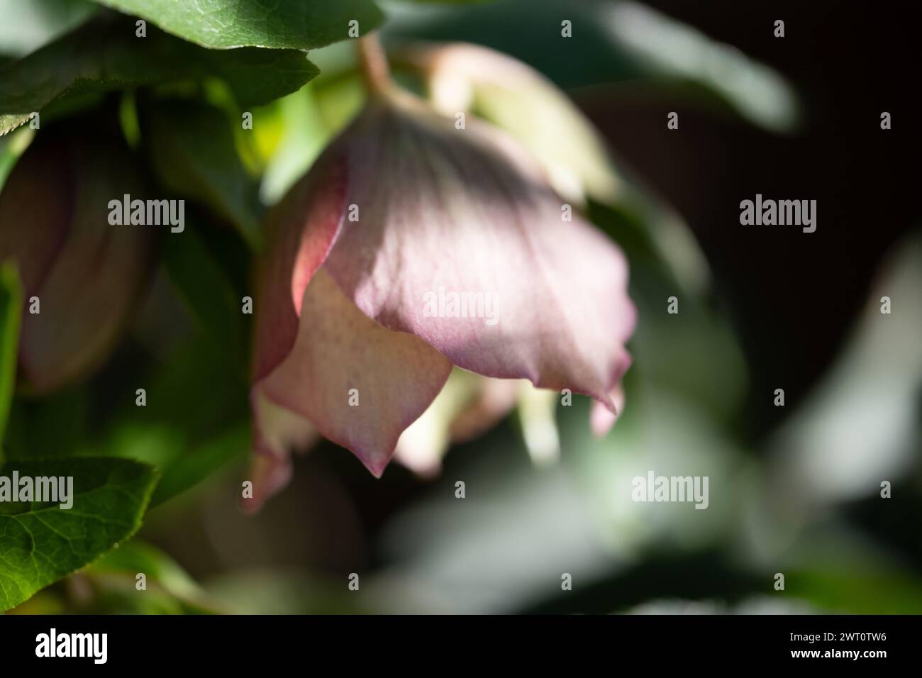 Gedämpfte rosafarbene Blüten im Frühjahrsgarten. Stockfoto