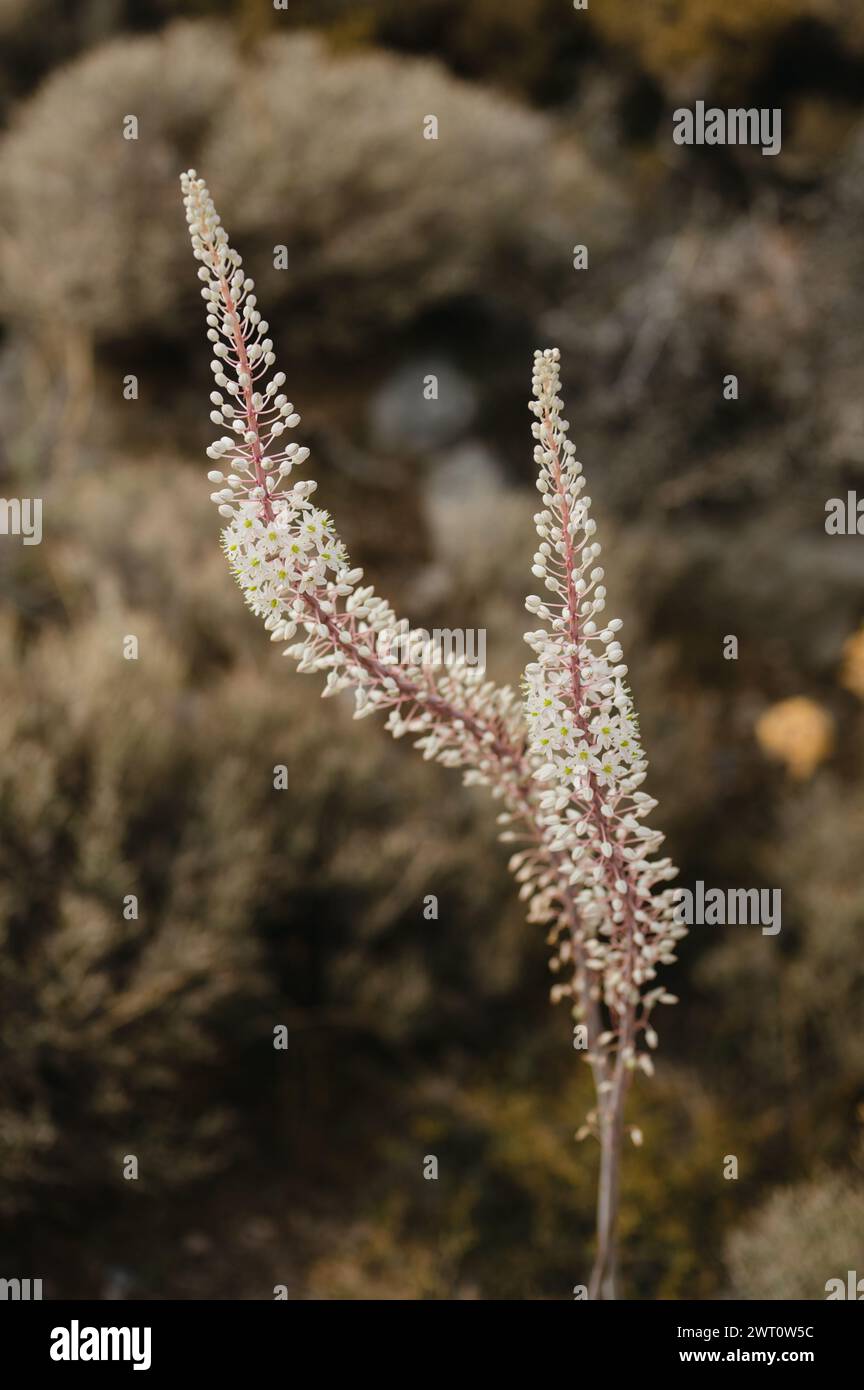 Nahaufnahme von Drimia maritima oder blühender Seezwiebelpflanze in Griechenland Stockfoto