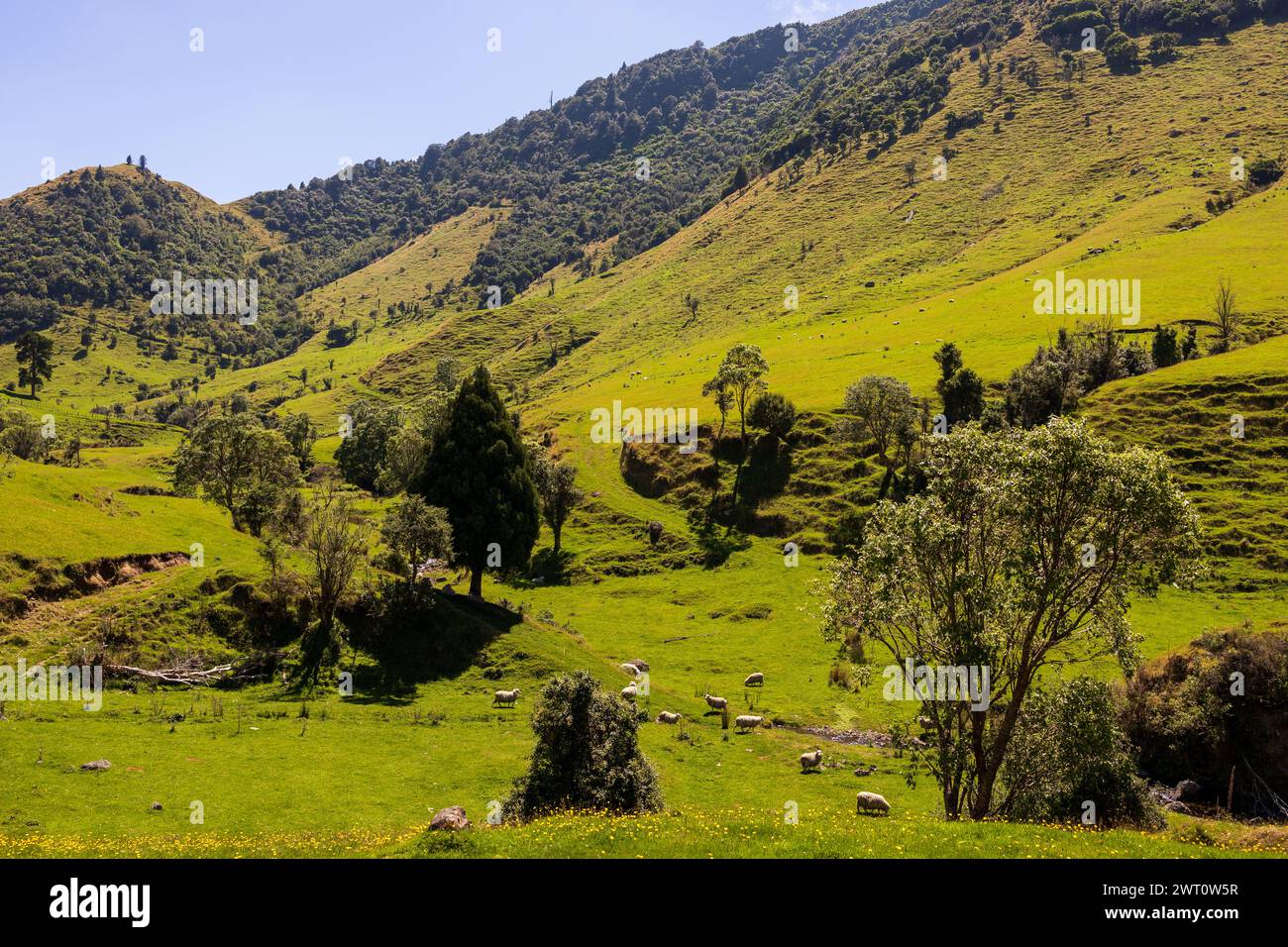 Pastorale Landschaft Neuseelands mit weidenden Schafen und Hügeln Stockfoto