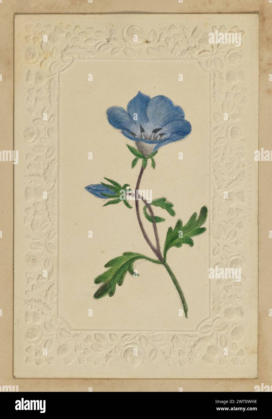Blaue Blumenkarte. Unbekannt Mitte des 19. Jahrhunderts Eine Zeichnung einer blauen Blume auf einem Stück Cardstock, das mit einer floralen Borte geprägt ist. Stockfoto