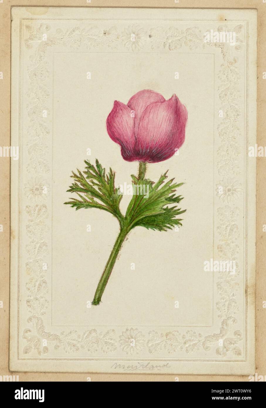 Rosafarbene Blumenkarte. Unbekannt Mitte des 19. Jahrhunderts Eine Zeichnung einer rosafarbenen Blume auf einem Stück Cardstock, das mit einer floralen Borte geprägt ist. (Recto) untere Mitte, mit Bleistift: 'Maitland'; Stockfoto