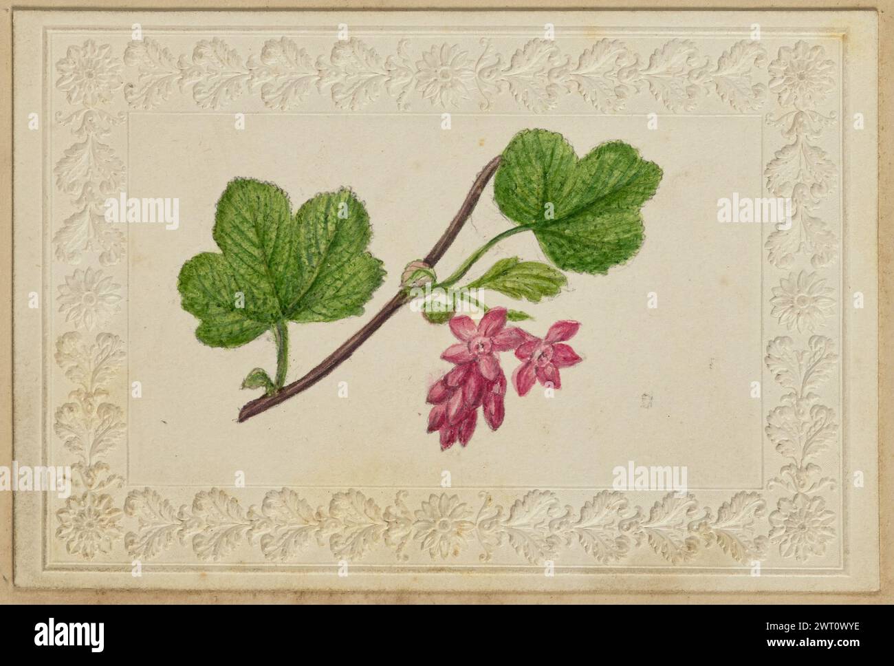 Rosafarbene Blumenkarte. Unbekannt Mitte des 19. Jahrhunderts Eine Zeichnung von rosa Blumen auf einem Stück Cardstock, das mit einer floralen Borte geprägt ist. Stockfoto