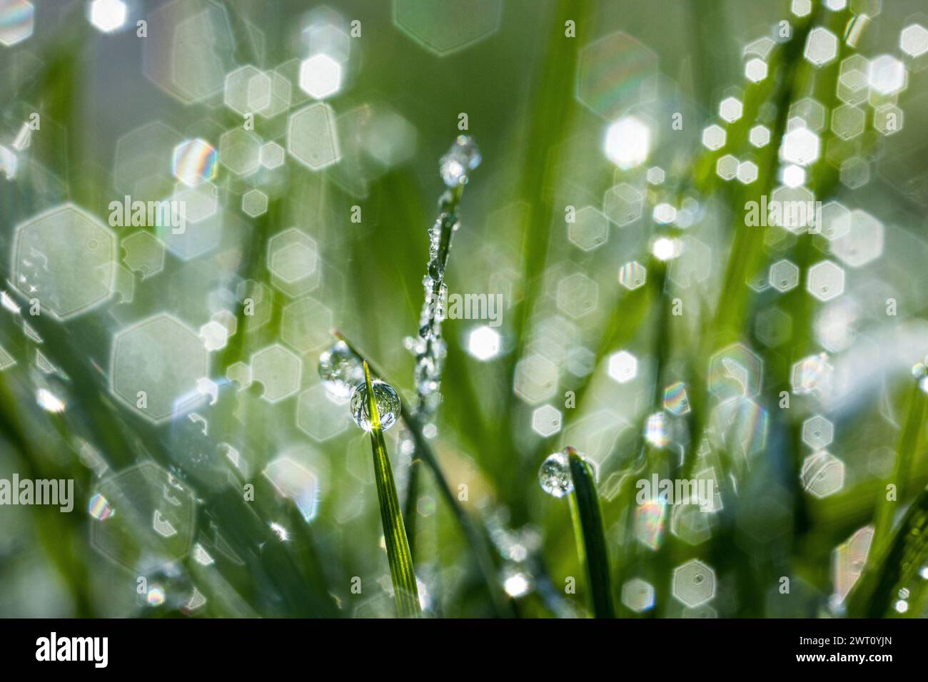 Taufender Frühlings-Makromorgen im Gras Stockfoto