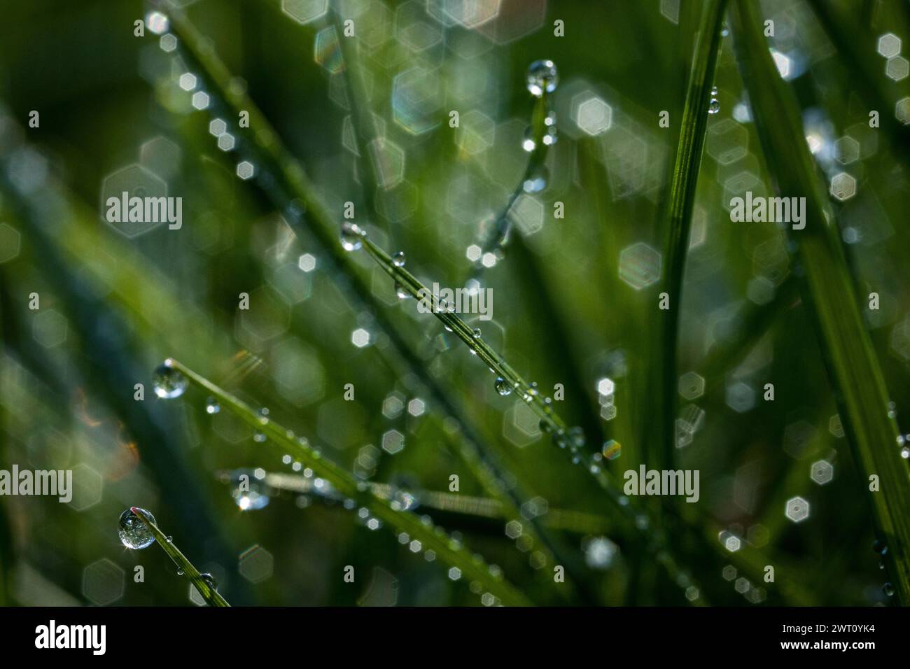 Taufender Frühlings-Makromorgen im Gras Stockfoto