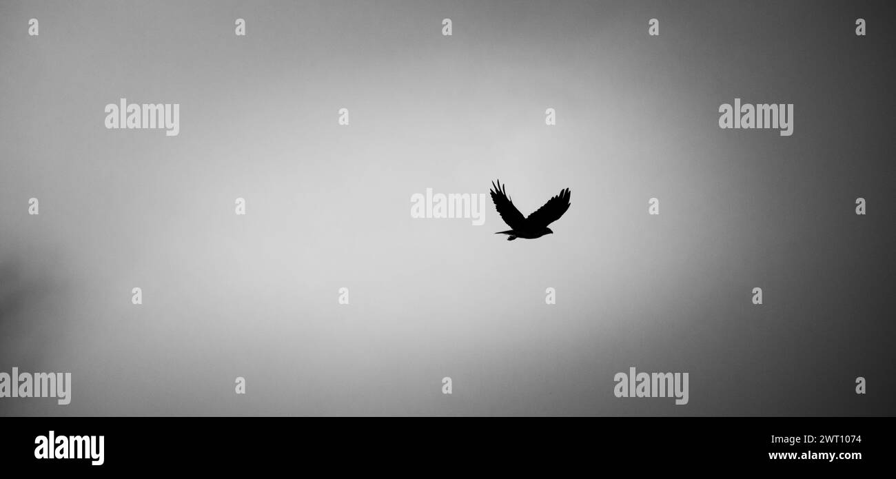 Eine schwarz-weiße Aufnahme eines Vogels, der am Himmel fliegt Stockfoto