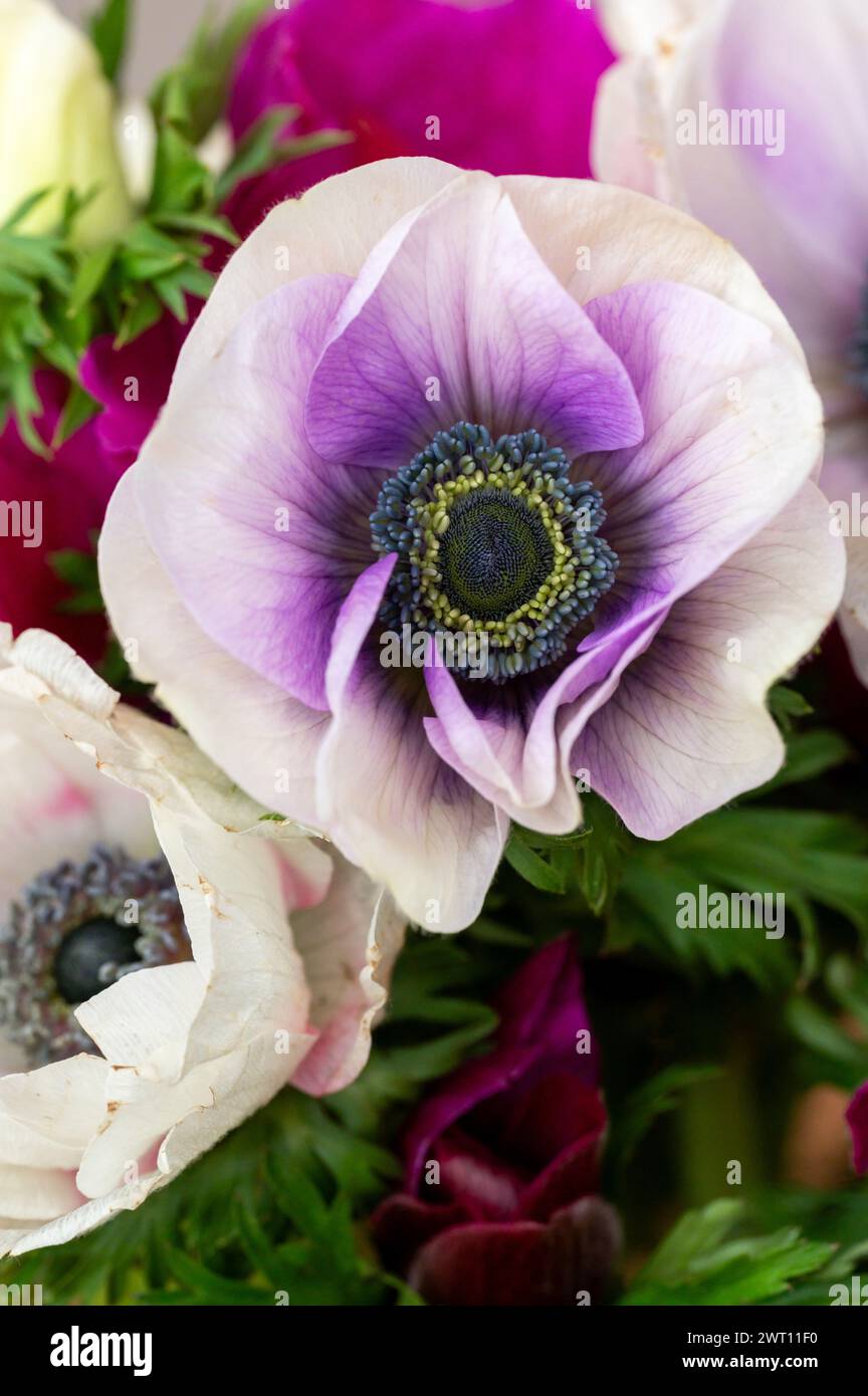 Detailfoto von Anemone aus nächster Nähe Stockfoto