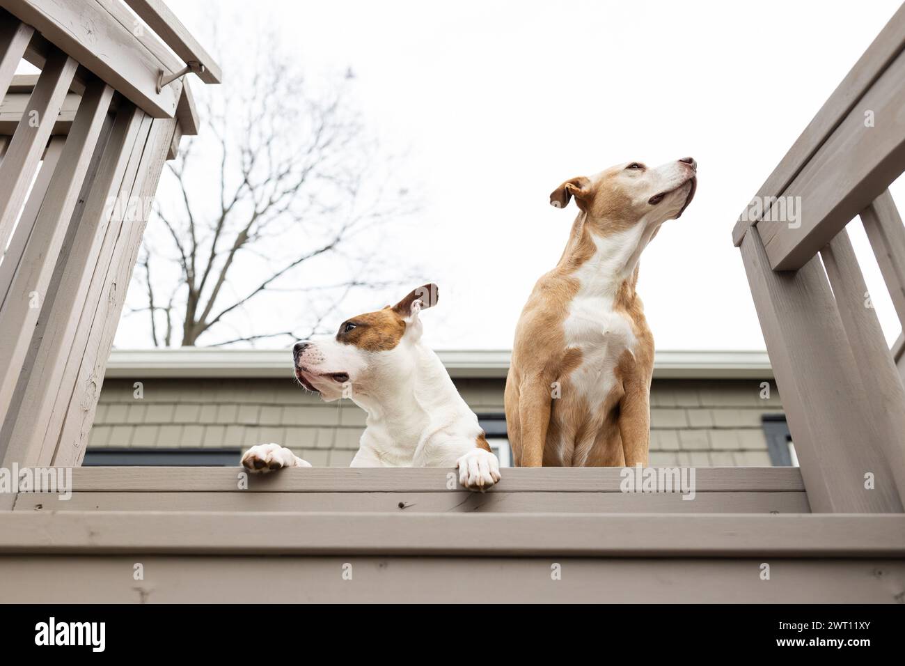 Gerettete Hunde binden sich auf die Treppen auf dem Hinterdeck Stockfoto