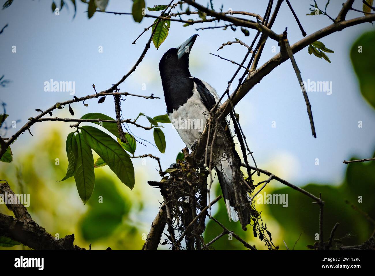 Schönheitsvogel Cracticus cassicus'Jagal Papua' Stockfoto