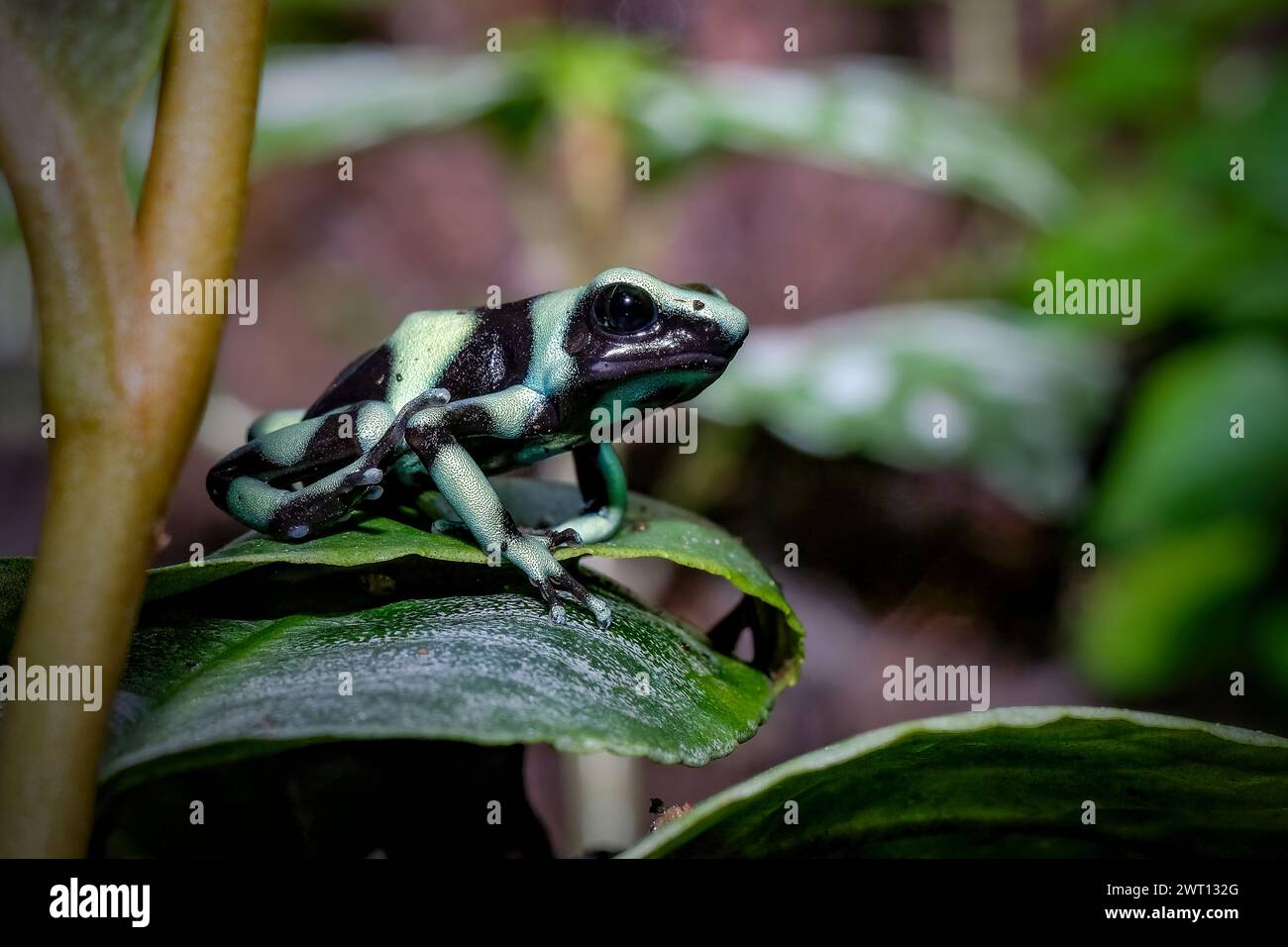 Der Färbegiftfrosch (Dendrobates tinctorius) Stockfoto