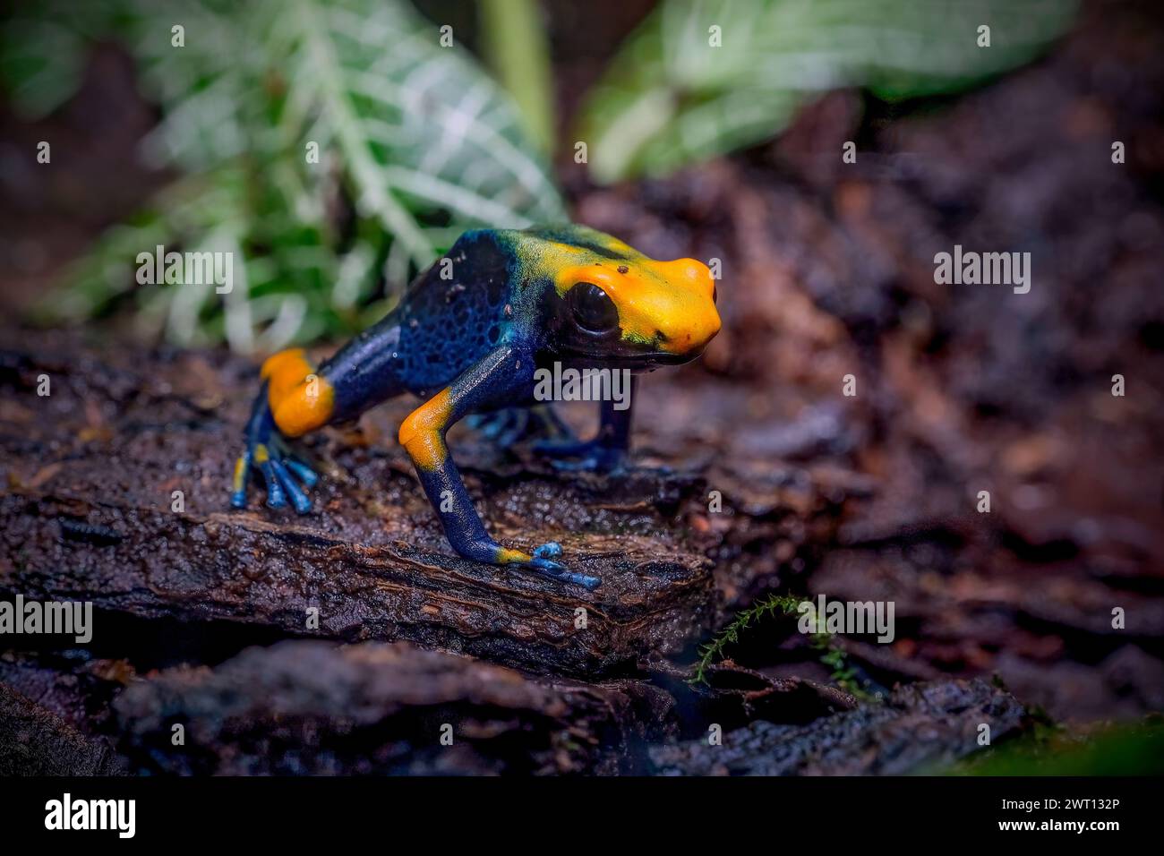 Der Färbegiftfrosch (Dendrobates tinctorius) Stockfoto