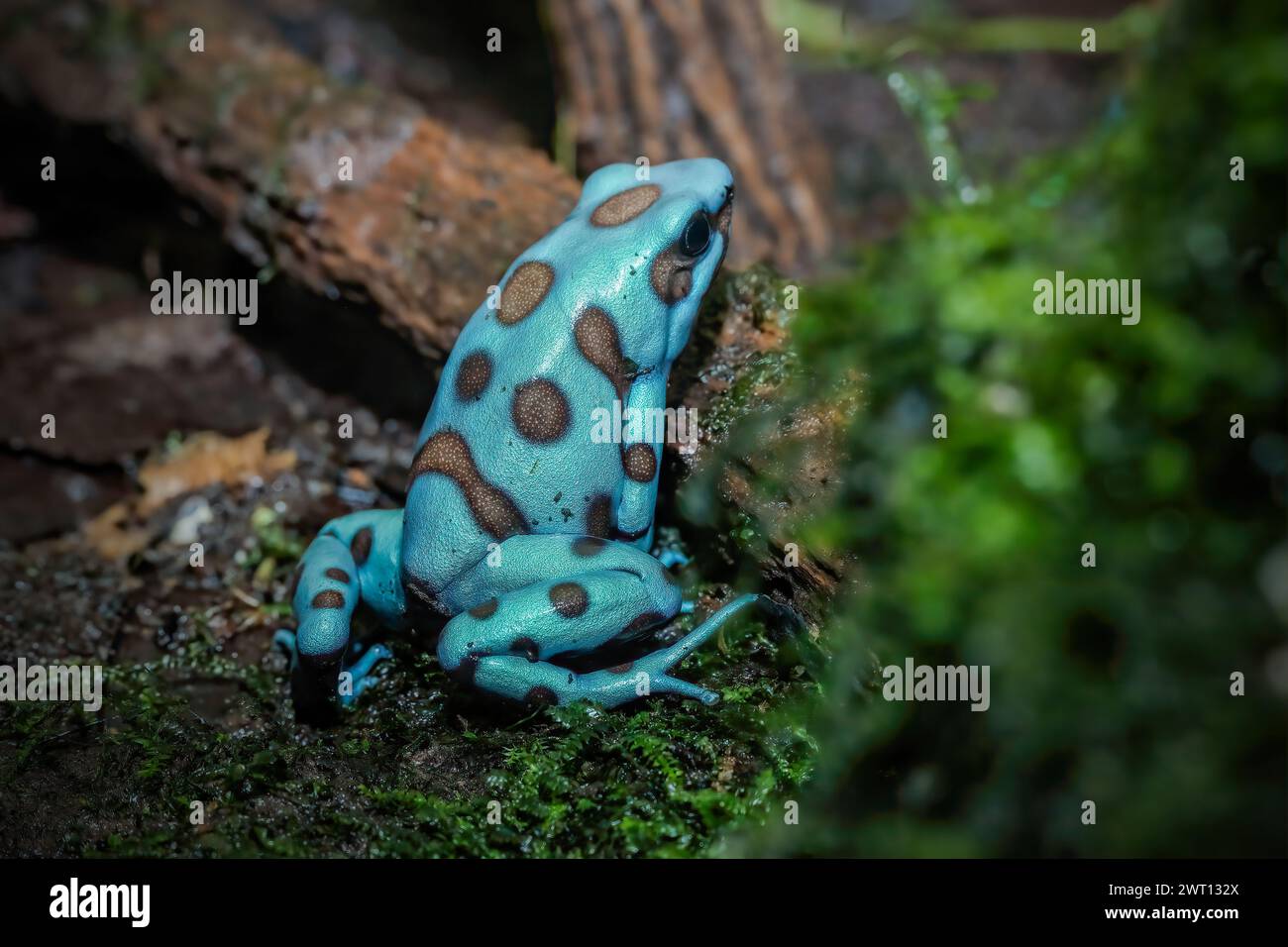 Der Färbegiftfrosch (Dendrobates tinctorius) Stockfoto