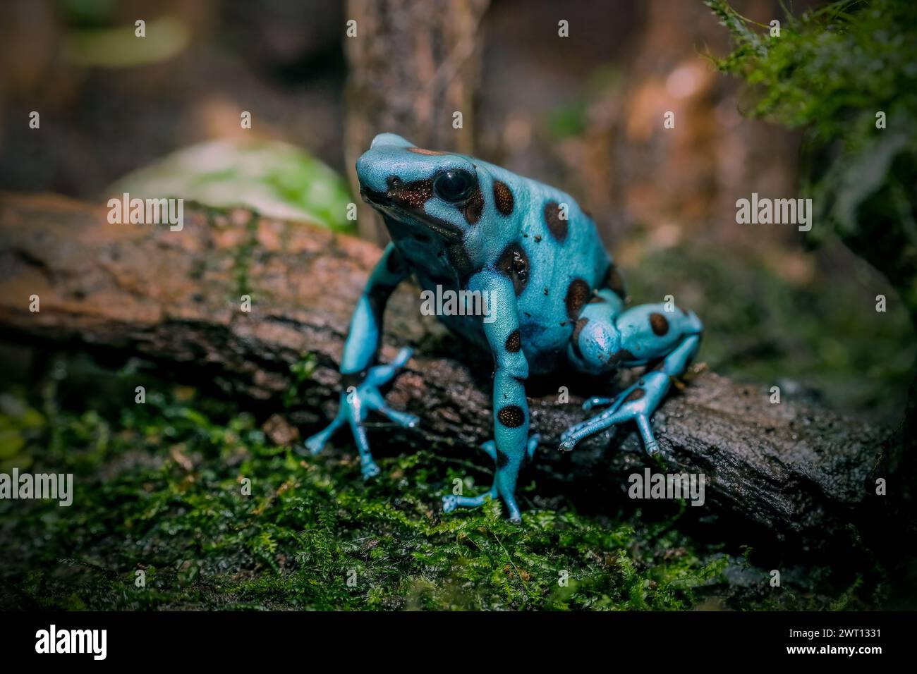 Der Färbegiftfrosch (Dendrobates tinctorius) Stockfoto