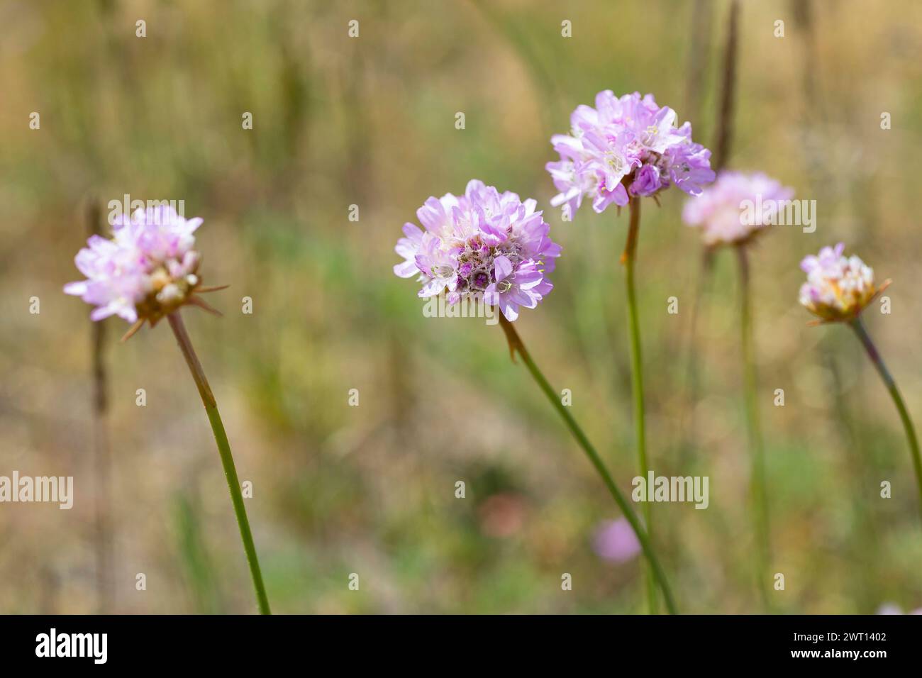 Strand-Grasnelke Armeria maritima in Blüte in den Binnendünen auf dem Heller, Dresden, Sachsen, Deutschland *** Strandnelke Armeria maritima in bl Stockfotografie