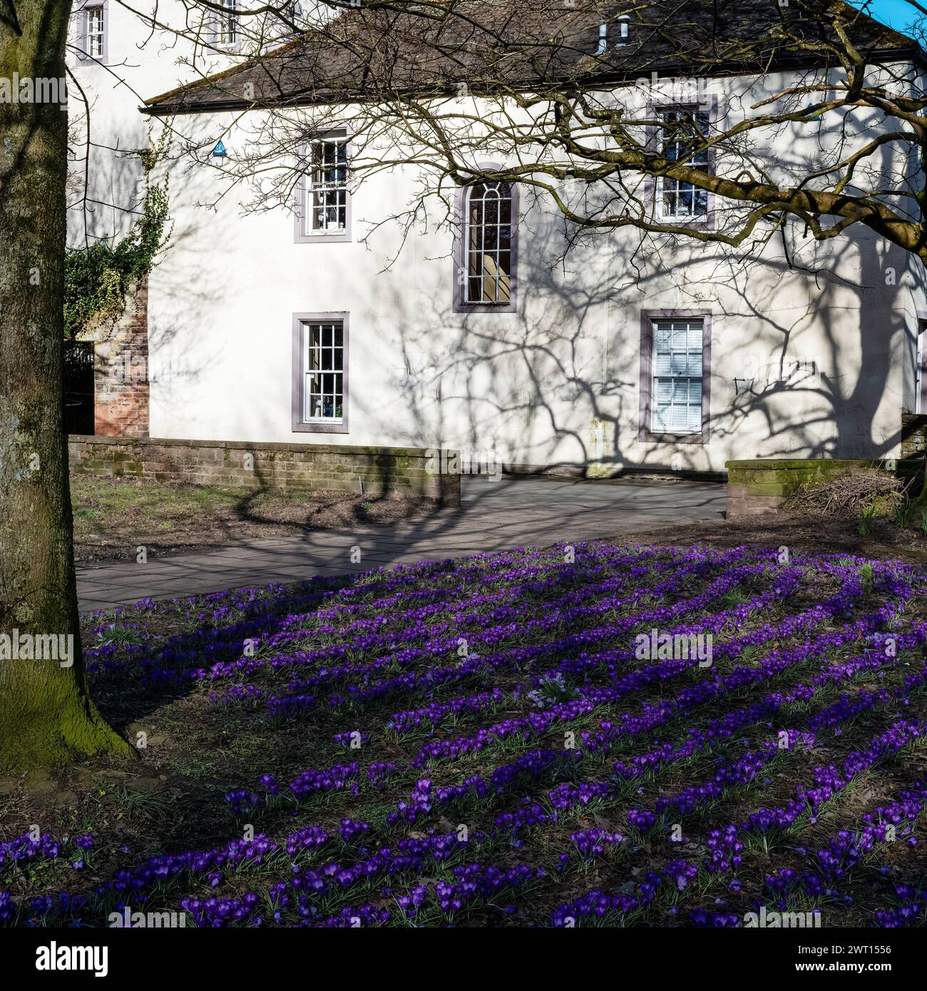 Lebendige Kirchhof-Krokusse gegenüber dem weiß getünchten Westflügel des alten Mansion House, Penrith, Westmorland & Furness, Großbritannien Stockfoto