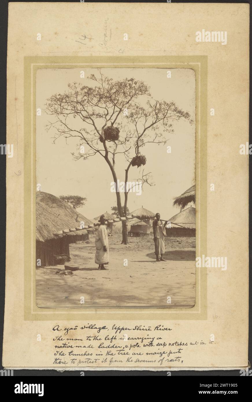 Ein gepflegtes Dorf. Unbekannt, Fotograf 1910 zwei Männer stehen mitten in einem Dorf vor einem Baum. Einer der Männer trägt eine Leiter, ein gekerbtes Stück Holz, über seine Schulter. Der andere hält einen gebogenen Stab über der Schulter. Der Baum hat Maisbündel, die an den Zweigen hängen. (Recto, Mount) oben in der Mitte, Bleistift: „14/Swann/4“; (Recto, Mount) Mitte links, Bleistift: '6'; (Recto, Mount) unten in der Mitte, schwarze Tinte: 'ein yao-Dorf, Upper Shire River/der Mann links trägt eine/einheimische Leiter, ein Stab mit tiefen Kerben darin geschnitten./die Bündel im Baum sind Mais-pu Stockfoto