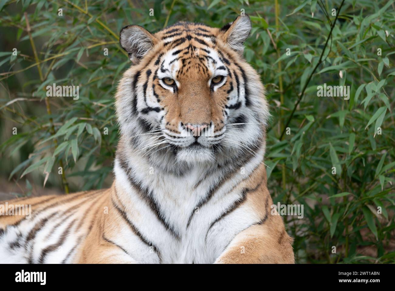AMURTIGER, auch sibirischer Tiger, Ussuritiger, Panthera tigris altaica, Tiere im Zoom Gelsenkirchen, Zoom Erlebniswelt in Gelsenkirchen, 07.03.2024 *** AMURTIGER, auch bekannt als Sibirischer Tiger, Ussuri Tiger, Panthera tigris altaica, Tiere bei Zoom Gelsenkirchen, Zoom Erlebniswelt in Gelsenkirchen, 07 03 2024 Stockfoto