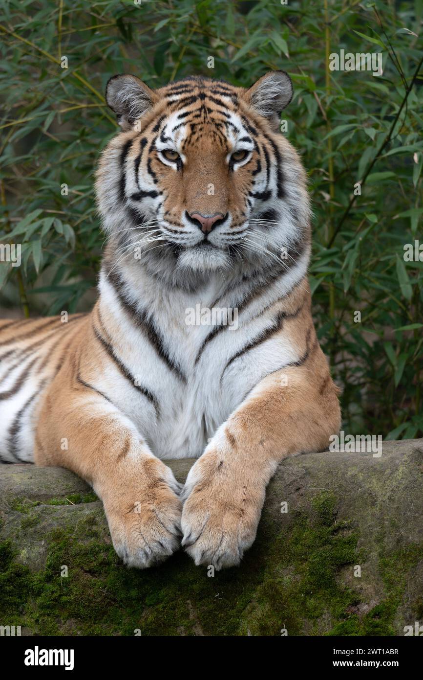 AMURTIGER, auch sibirischer Tiger, Ussuritiger, Panthera tigris altaica, Tiere im Zoom Gelsenkirchen, Zoom Erlebniswelt in Gelsenkirchen, 07.03.2024 *** AMURTIGER, auch bekannt als Sibirischer Tiger, Ussuri Tiger, Panthera tigris altaica, Tiere bei Zoom Gelsenkirchen, Zoom Erlebniswelt in Gelsenkirchen, 07 03 2024 Stockfoto