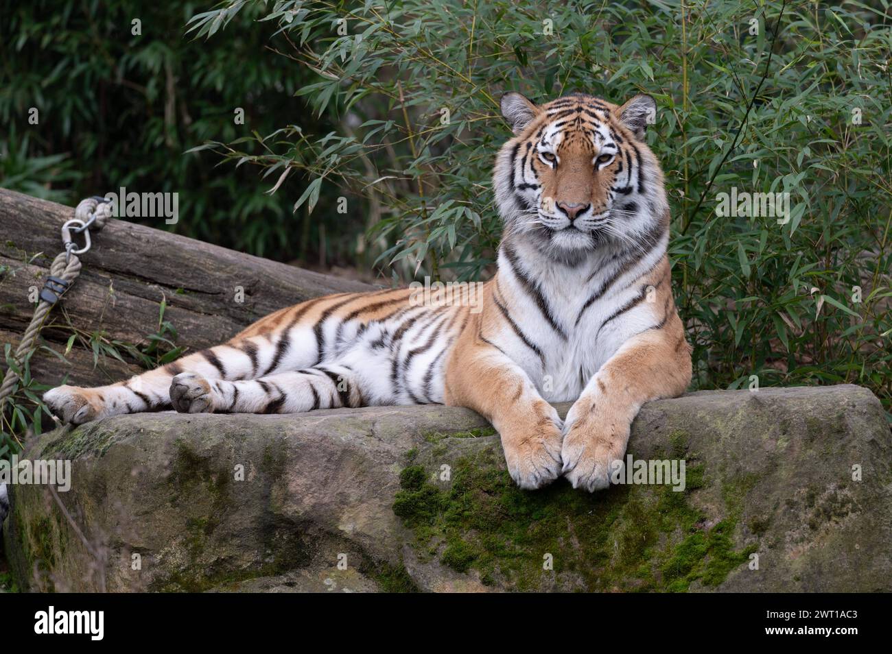 AMURTIGER, auch sibirischer Tiger, Ussuritiger, Panthera tigris altaica, Tiere im Zoom Gelsenkirchen, Zoom Erlebniswelt in Gelsenkirchen, 07.03.2024 *** AMURTIGER, auch bekannt als Sibirischer Tiger, Ussuri Tiger, Panthera tigris altaica, Tiere bei Zoom Gelsenkirchen, Zoom Erlebniswelt in Gelsenkirchen, 07 03 2024 Stockfoto