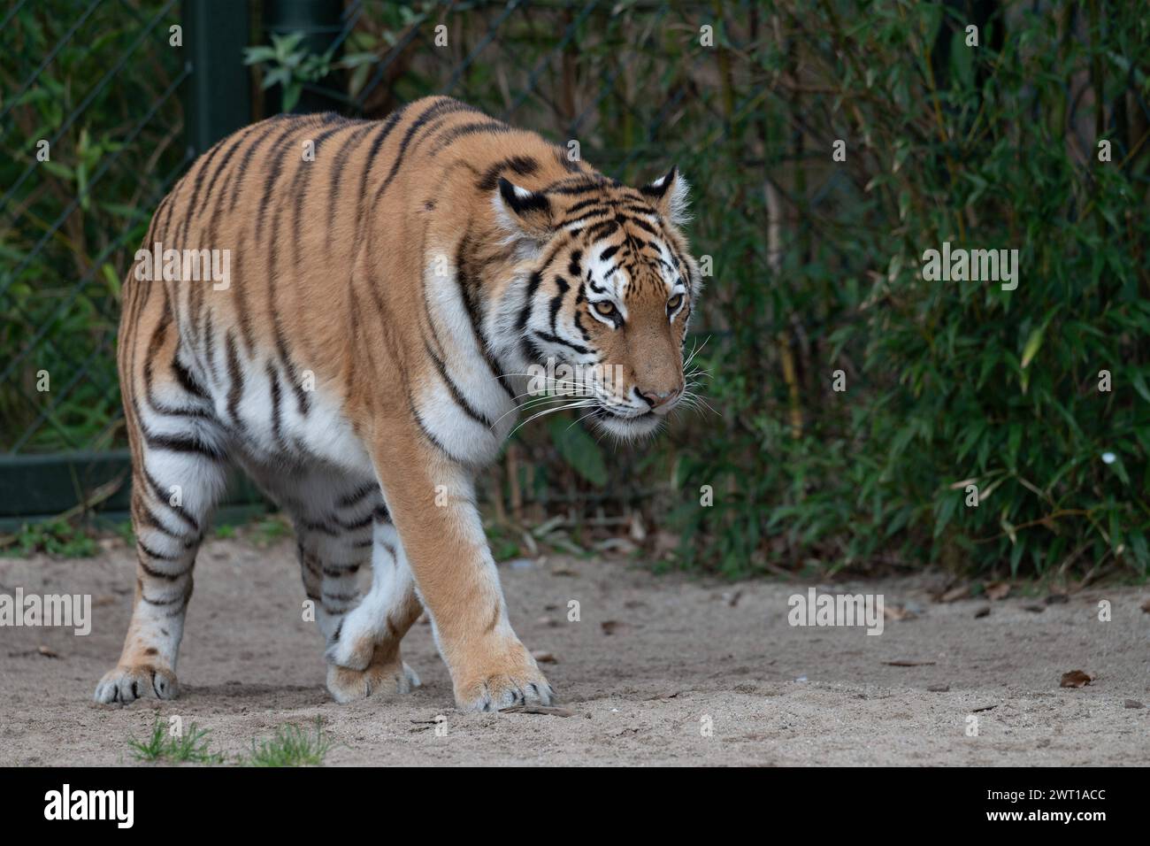 AMURTIGER, auch sibirischer Tiger, Ussuritiger, Panthera tigris altaica, Tiere im Zoom Gelsenkirchen, Zoom Erlebniswelt in Gelsenkirchen, 07.03.2024 *** AMURTIGER, auch bekannt als Sibirischer Tiger, Ussuri Tiger, Panthera tigris altaica, Tiere bei Zoom Gelsenkirchen, Zoom Erlebniswelt in Gelsenkirchen, 07 03 2024 Stockfoto