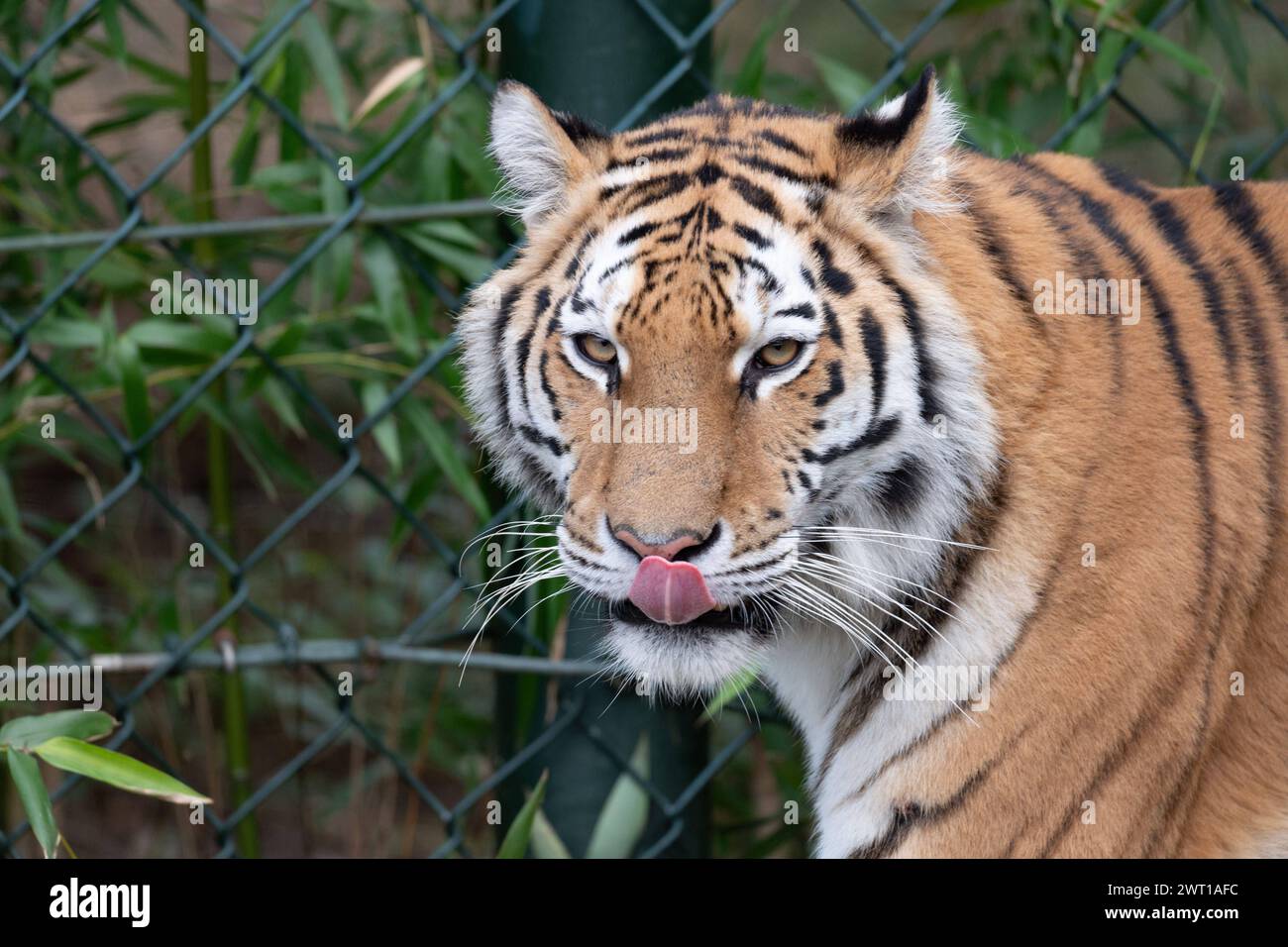 AMURTIGER, auch sibirischer Tiger, Ussuritiger, Panthera tigris altaica, Tiere im Zoom Gelsenkirchen, Zoom Erlebniswelt in Gelsenkirchen, 07.03.2024 *** AMURTIGER, auch bekannt als Sibirischer Tiger, Ussuri Tiger, Panthera tigris altaica, Tiere bei Zoom Gelsenkirchen, Zoom Erlebniswelt in Gelsenkirchen, 07 03 2024 Stockfoto
