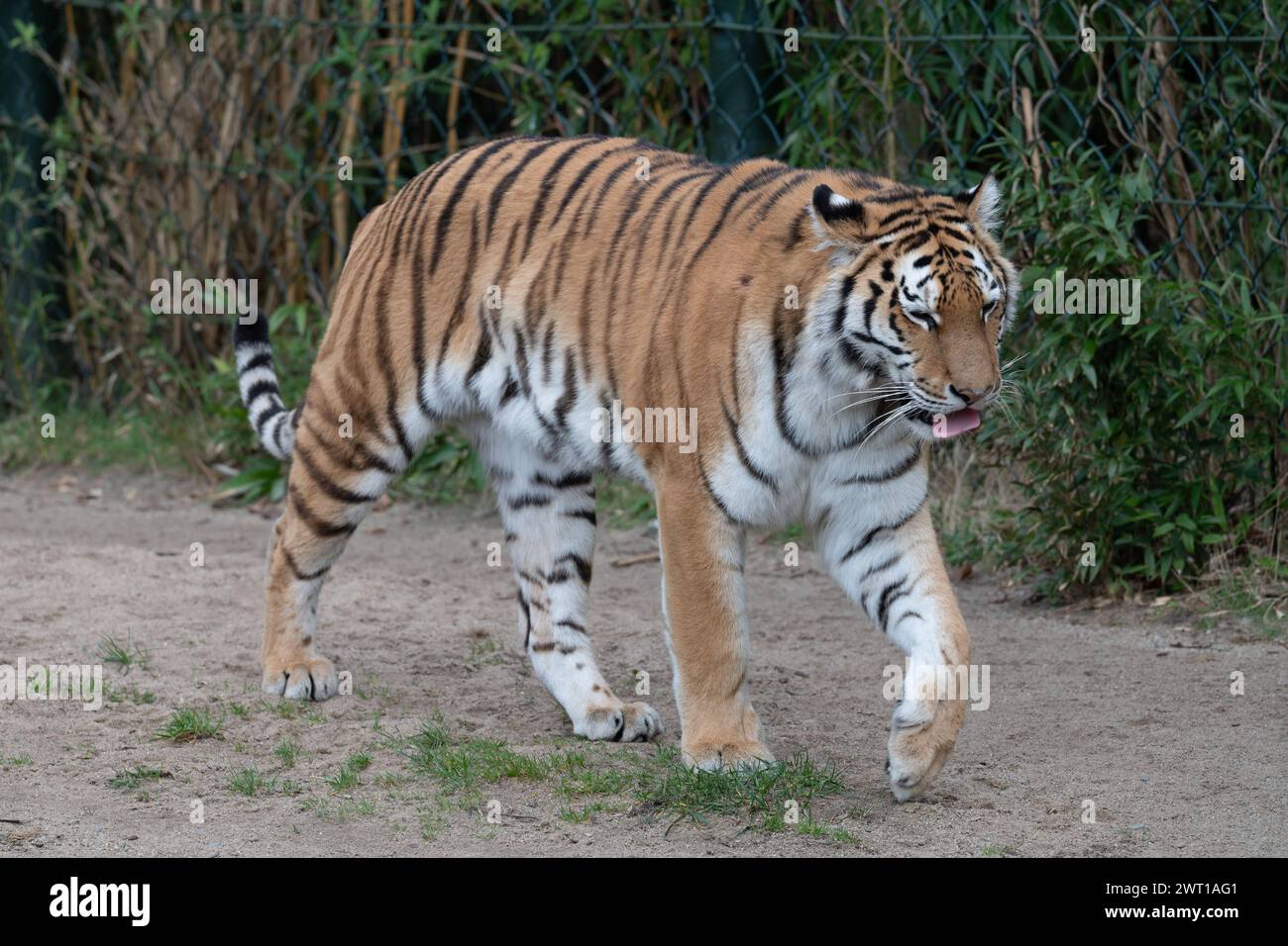 AMURTIGER, auch sibirischer Tiger, Ussuritiger, Panthera tigris altaica, Tiere im Zoom Gelsenkirchen, Zoom Erlebniswelt in Gelsenkirchen, 07.03.2024 *** AMURTIGER, auch bekannt als Sibirischer Tiger, Ussuri Tiger, Panthera tigris altaica, Tiere bei Zoom Gelsenkirchen, Zoom Erlebniswelt in Gelsenkirchen, 07 03 2024 Stockfoto