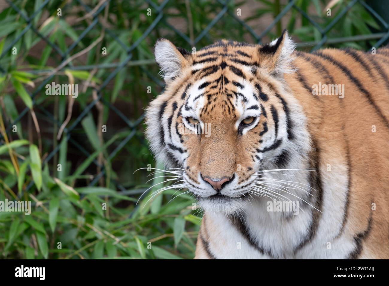 AMURTIGER, auch sibirischer Tiger, Ussuritiger, Panthera tigris altaica, Tiere im Zoom Gelsenkirchen, Zoom Erlebniswelt in Gelsenkirchen, 07.03.2024 *** AMURTIGER, auch bekannt als Sibirischer Tiger, Ussuri Tiger, Panthera tigris altaica, Tiere bei Zoom Gelsenkirchen, Zoom Erlebniswelt in Gelsenkirchen, 07 03 2024 Stockfoto
