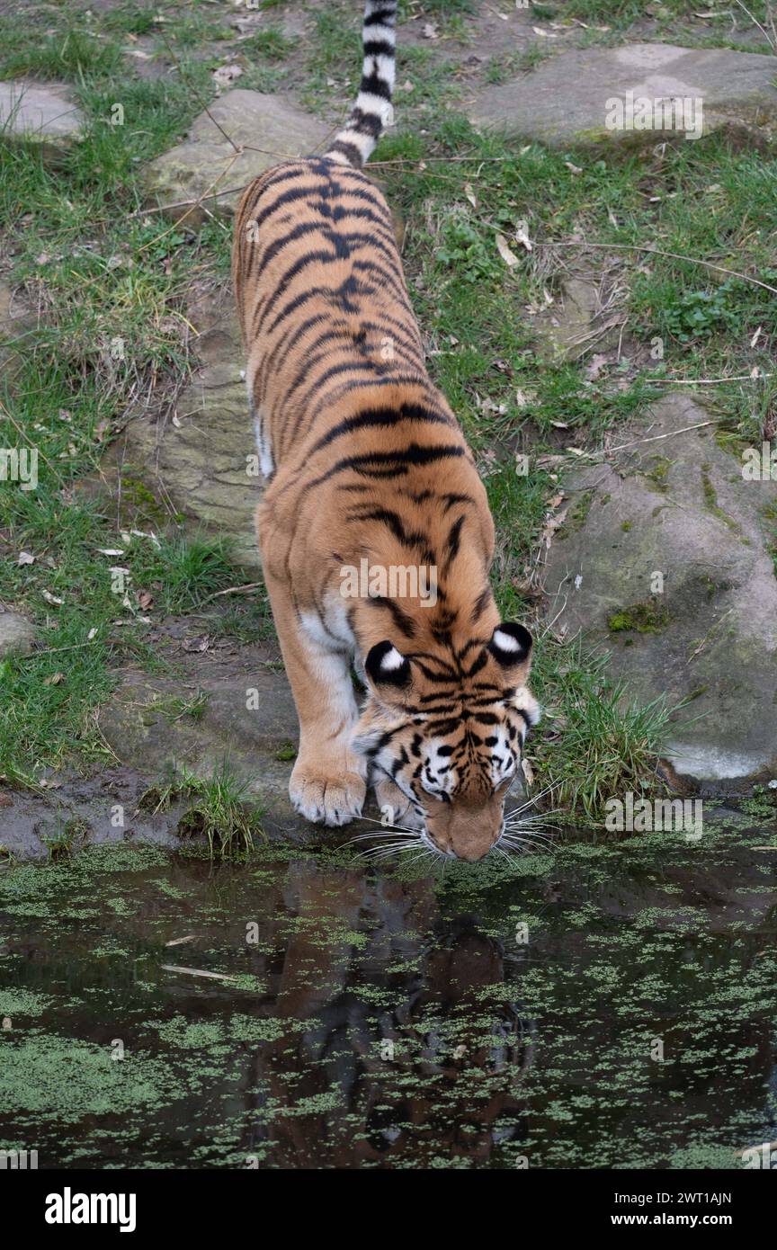 AMURTIGER, auch sibirischer Tiger, Ussuritiger, Panthera tigris altaica, Tiere im Zoom Gelsenkirchen, Zoom Erlebniswelt in Gelsenkirchen, 07.03.2024 *** AMURTIGER, auch bekannt als Sibirischer Tiger, Ussuri Tiger, Panthera tigris altaica, Tiere bei Zoom Gelsenkirchen, Zoom Erlebniswelt in Gelsenkirchen, 07 03 2024 Stockfoto
