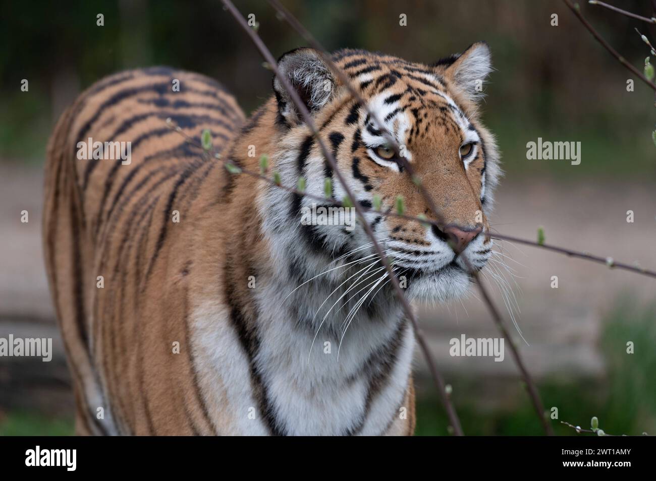 AMURTIGER, auch sibirischer Tiger, Ussuritiger, Panthera tigris altaica, Tiere im Zoom Gelsenkirchen, Zoom Erlebniswelt in Gelsenkirchen, 07.03.2024 *** AMURTIGER, auch bekannt als Sibirischer Tiger, Ussuri Tiger, Panthera tigris altaica, Tiere bei Zoom Gelsenkirchen, Zoom Erlebniswelt in Gelsenkirchen, 07 03 2024 Stockfoto