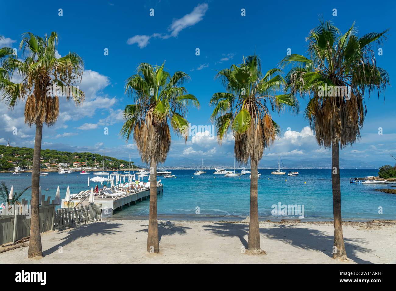 Palmen am Strand von Garoupe in Antibes an der französischen Riviera in Südfrankreich Stockfoto