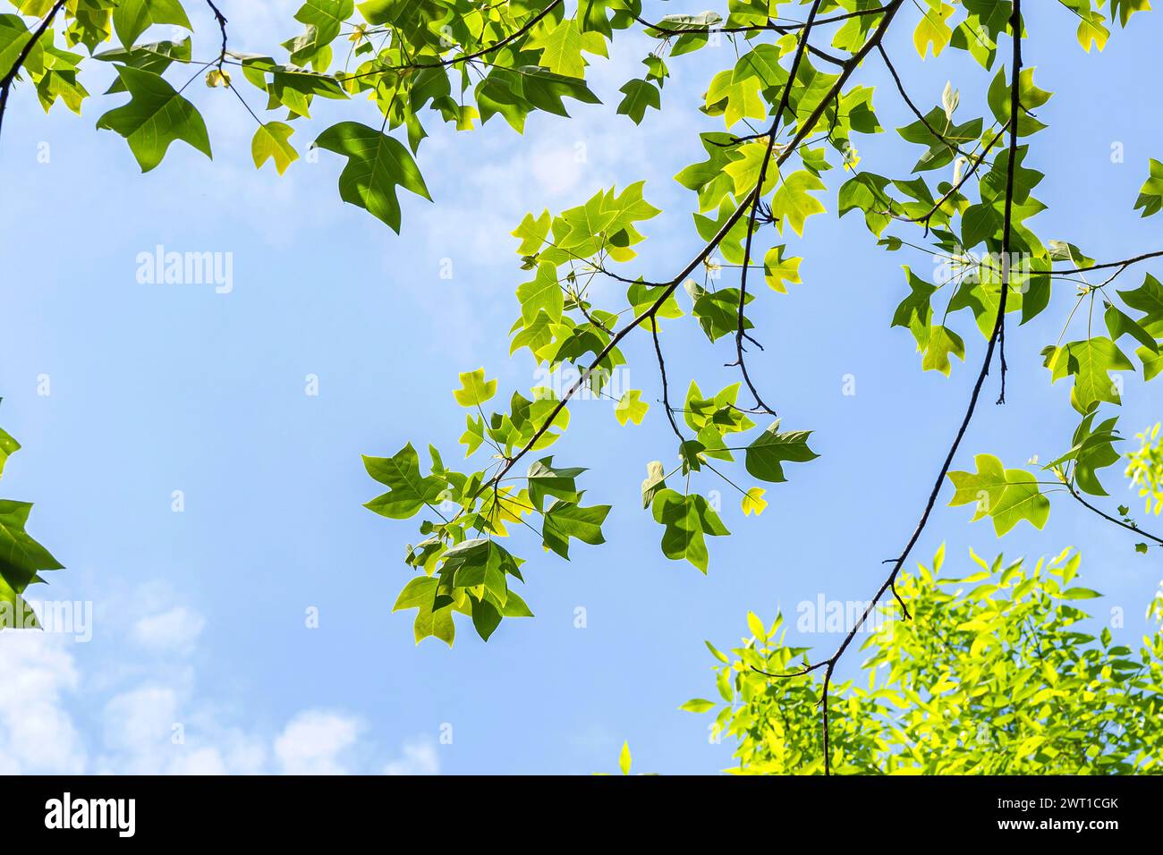 Chinesische Tulpenpappel, chinesischer Tulpenbaum, chinesisches Weißholz (Liriodendron chinensis, Liriodendron chinense), Äste gegen einen blauen Himmel, Europa, Bund Stockfoto