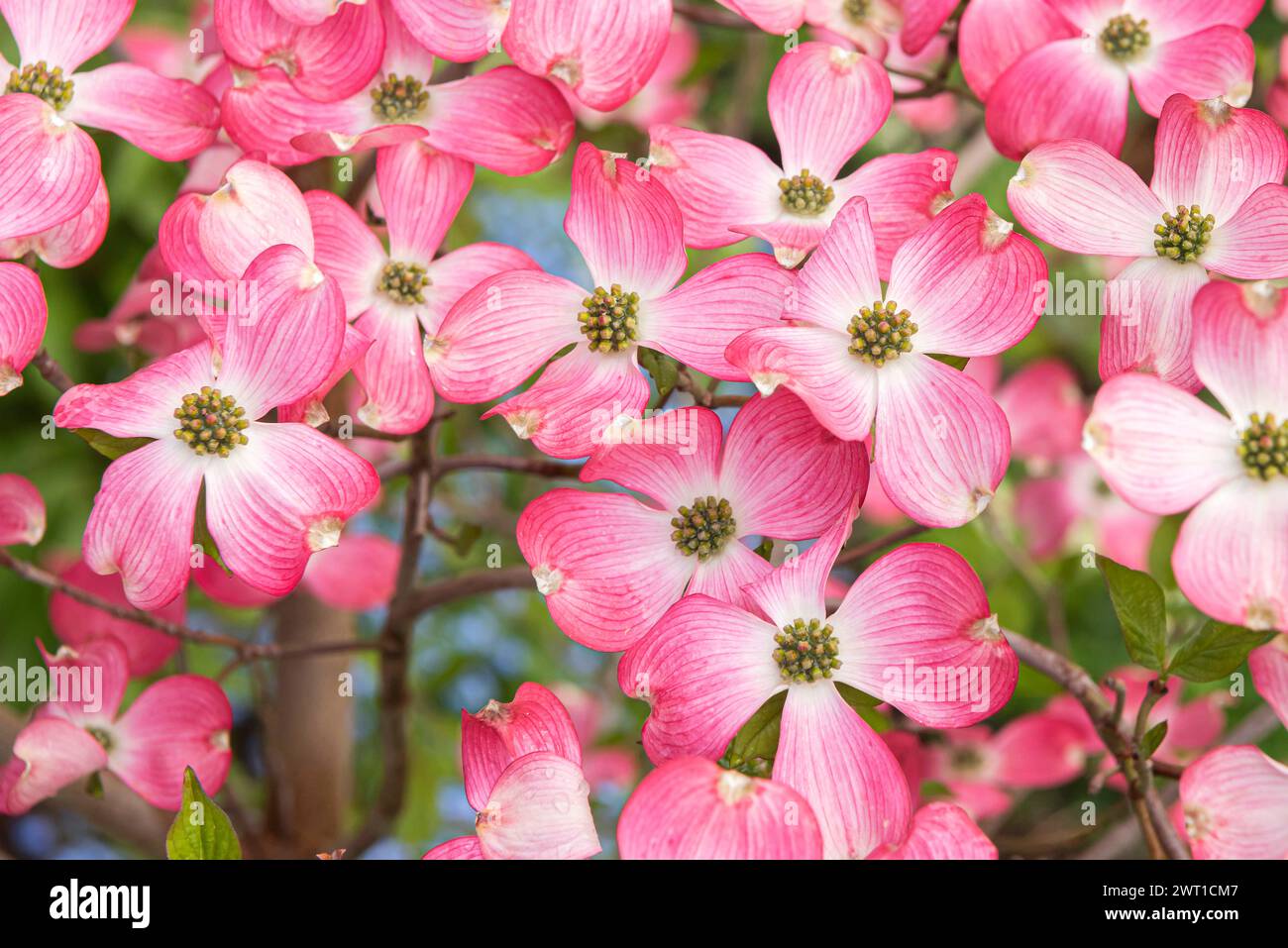 Blühender Hartholz, amerikanischer Buchsbaum (Cornus florida „Sweetwater“, Cornus florida Sweetwater), blühende Sorte Sweetwater Stockfoto