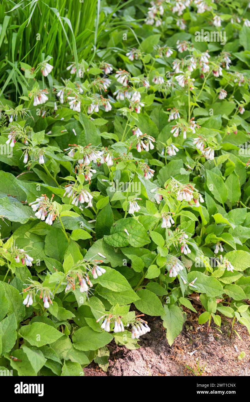 Kriechender beinwell -Fotos und -Bildmaterial in hoher Auflsung  Alamy