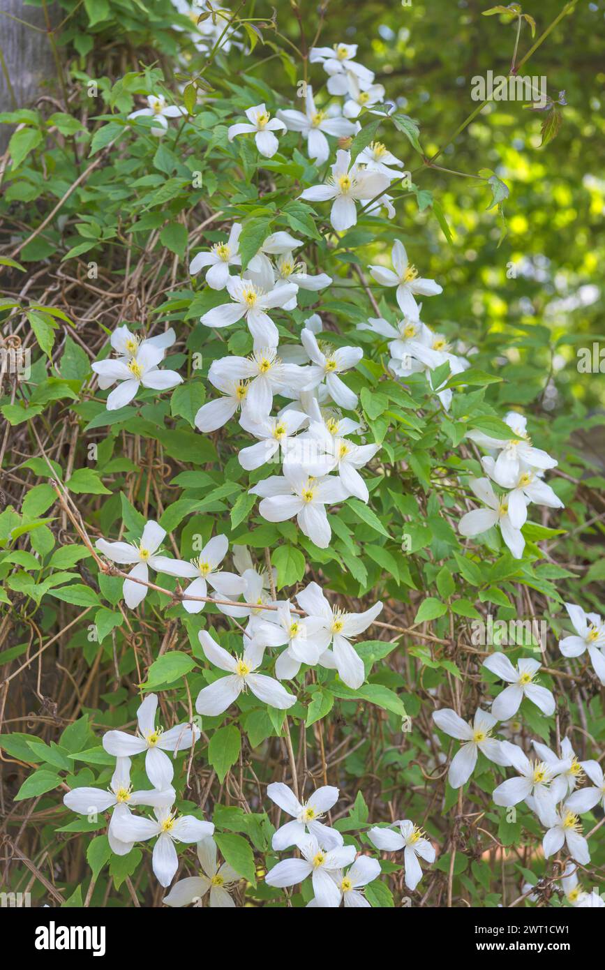 Bergclematis, Himalaya-Clematis, Anemone clematis (Clematis montana var. Grandiflora, Clematis montana var. alba), Blooming, Europa, Bundesrepub Stockfoto