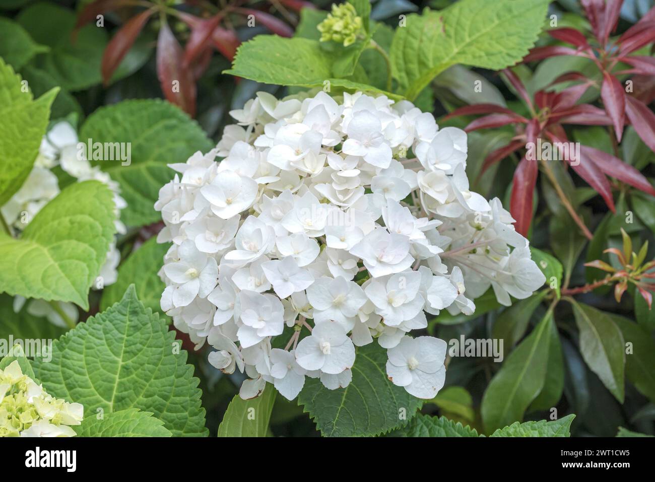 Gartenhortensie, Spitzenhortensie (Hortensie endlos Sommer die Braut, Hortensie die Braut, Hortensie die Braut endlos Sommer), blühend, kultivieren die Braut endlos S Stockfoto