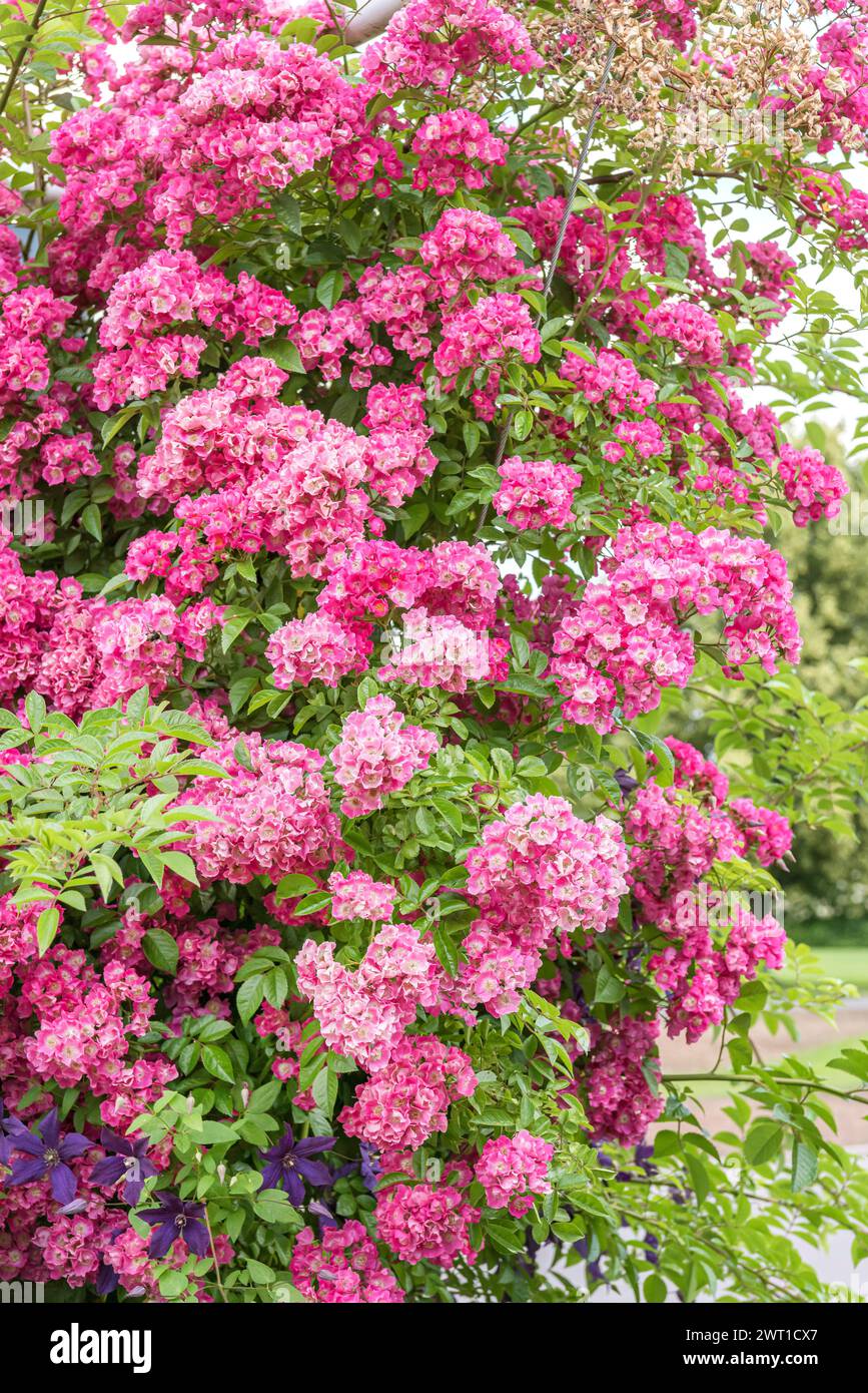 Zierrose (Rosa „Maria Lisa“, Rosa Maria Lisa), blühend, Sorte Maria Lisa, Europa, Bundesrepublik Deutschland Stockfoto