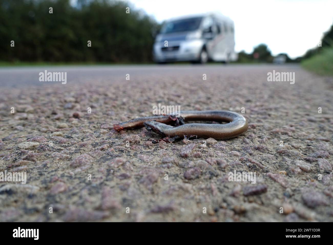 Europäischer langsamer Wurm, Blindwurm, langsamer Wurm (Anguis fragilis), überlaufender langsamer Wurm am Straßenrand, Frankreich, Bretagne, Erquy Stockfoto