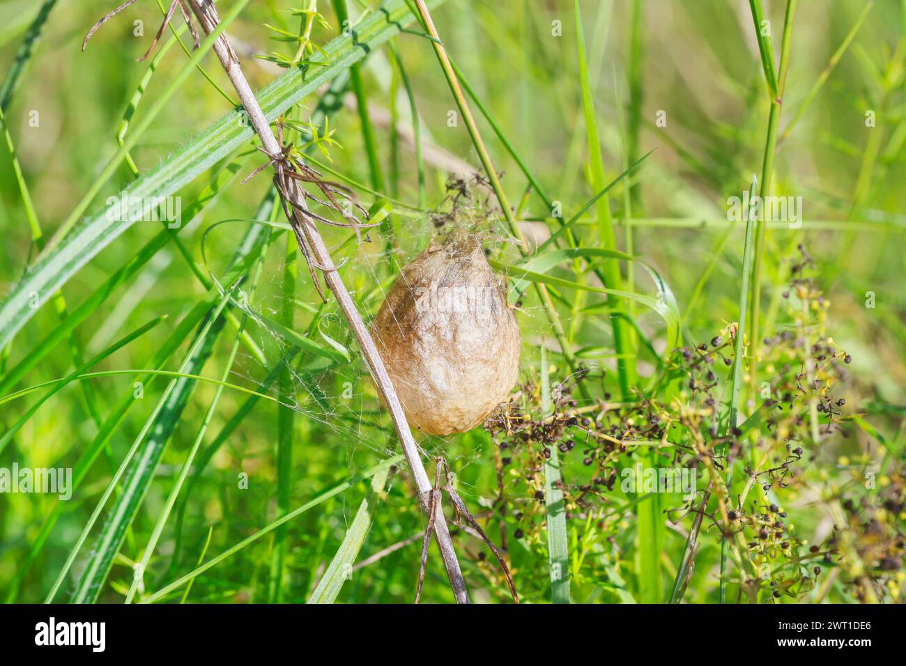Schwarz-gelbe Argiope, schwarz-gelbe Gartenspinne (Argiope bruennichi), Kokon auf Gras, Deutschland Stockfoto