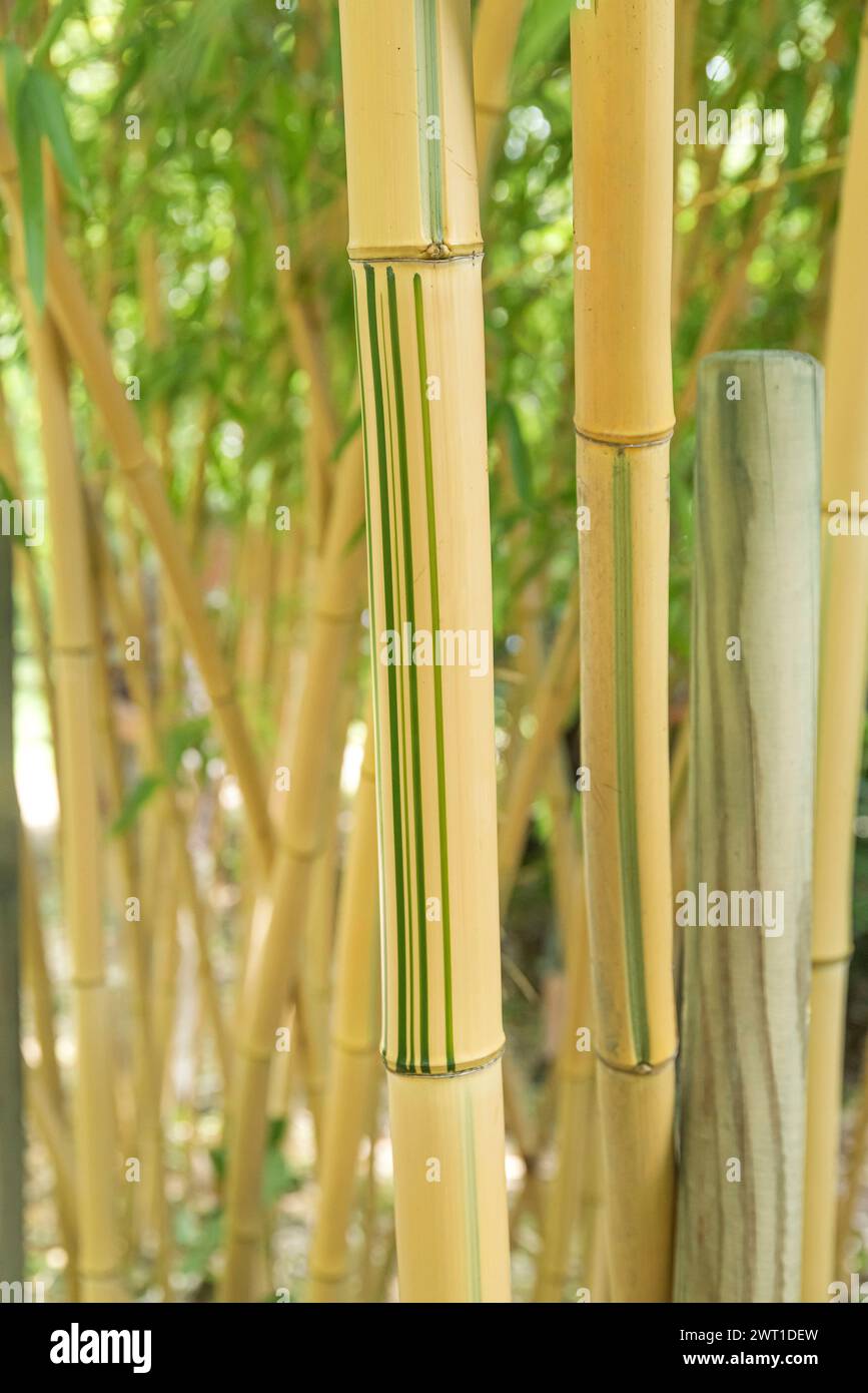 Vivaxb amboo (Phyllostachys vivax 'Huanwnzhu inversa', Phyllostachys vivax Huanwnzhu inversa), Stämme der Sorte Huanwnzhu inversa Stockfoto