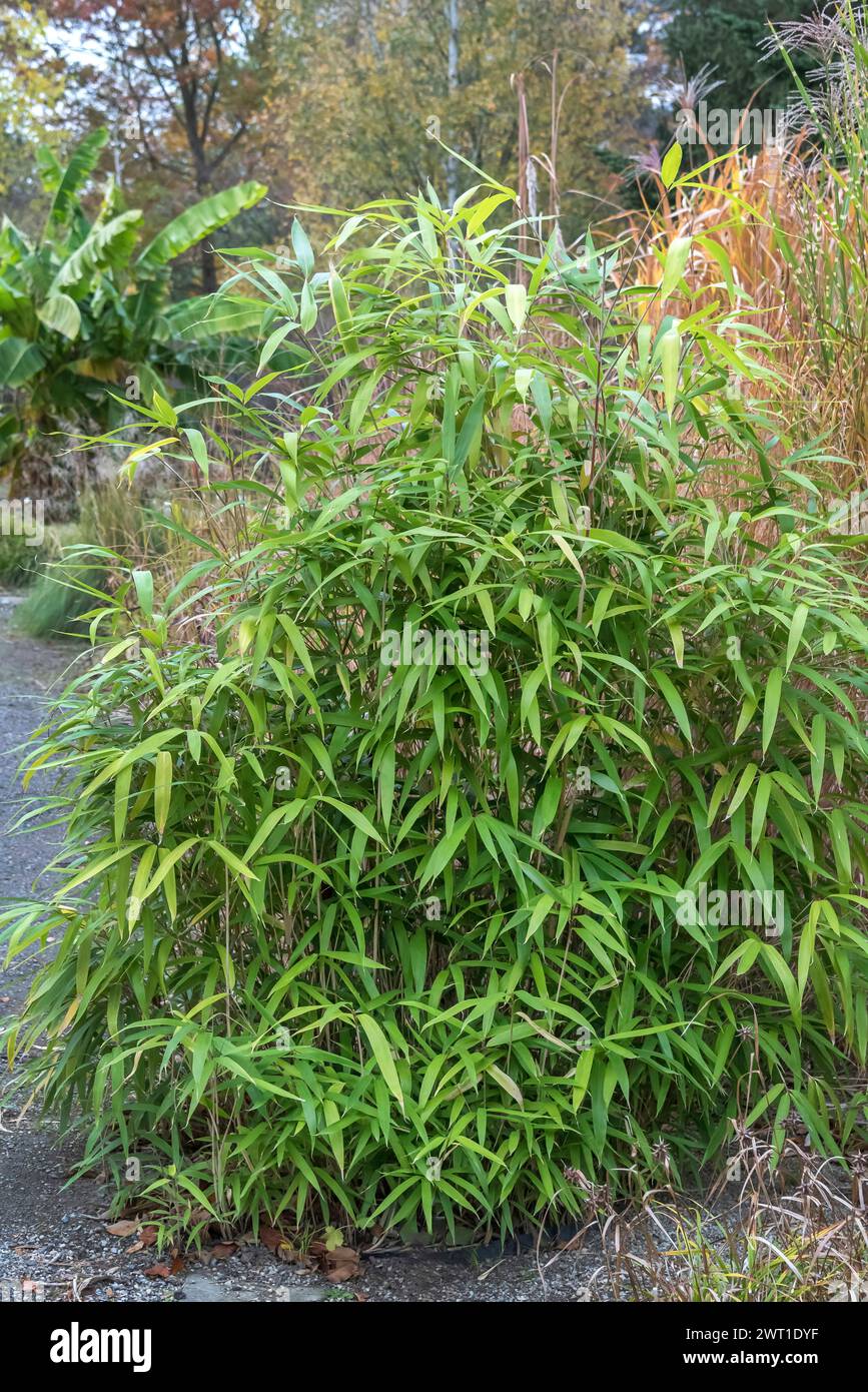 Pfeilbambus, Metake (Pseudosasa japonica, Arundinaria japonica, Sasa japonica), Gewohnheit, Europa, Bundesrepublik Deutschland Stockfoto