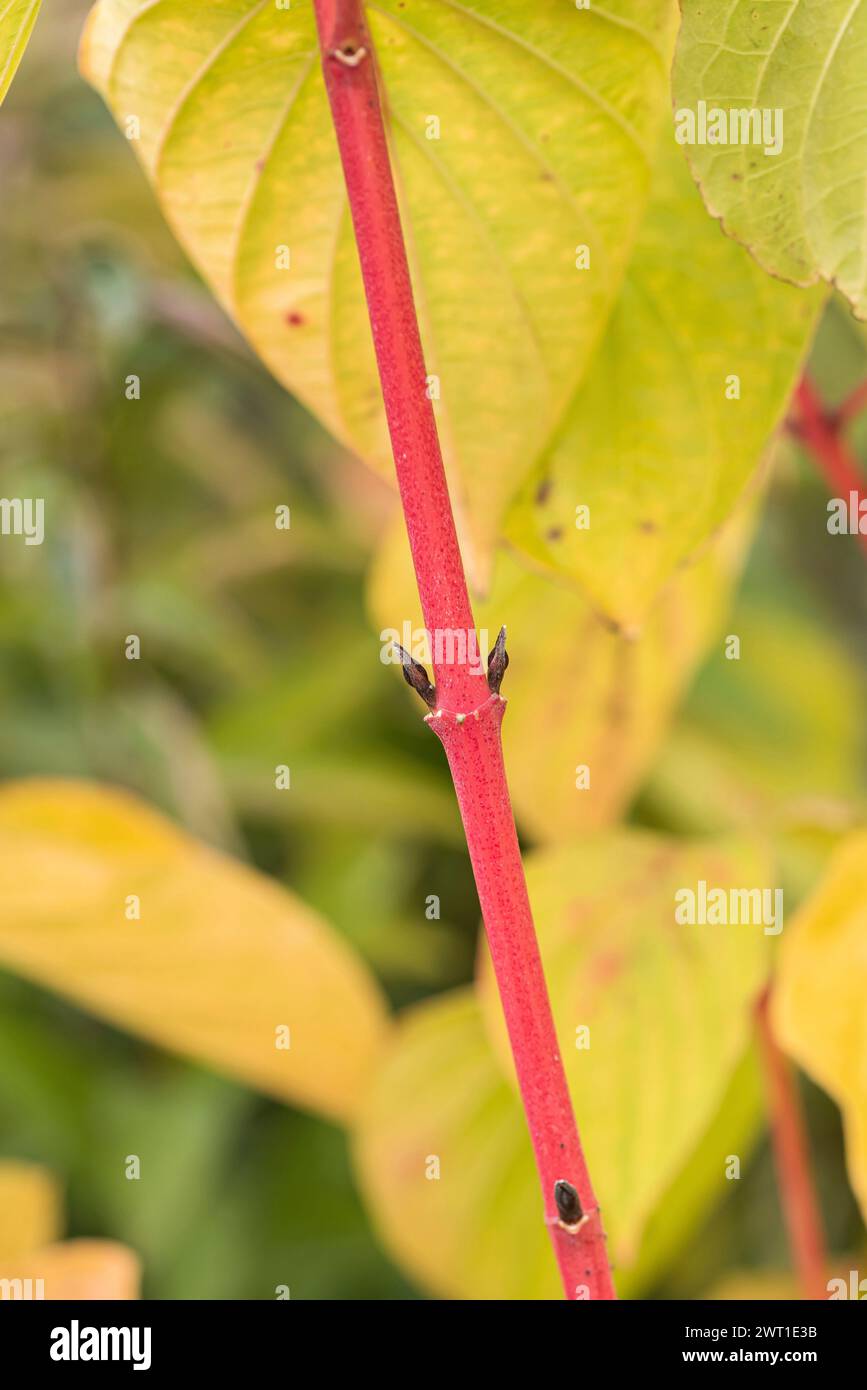 dogwood, Dogberry (Cornus sanguinea „magische Flamme“, Cornus sanguinea magische Flamme), Zweige, Sorte magische Flamme Stockfoto