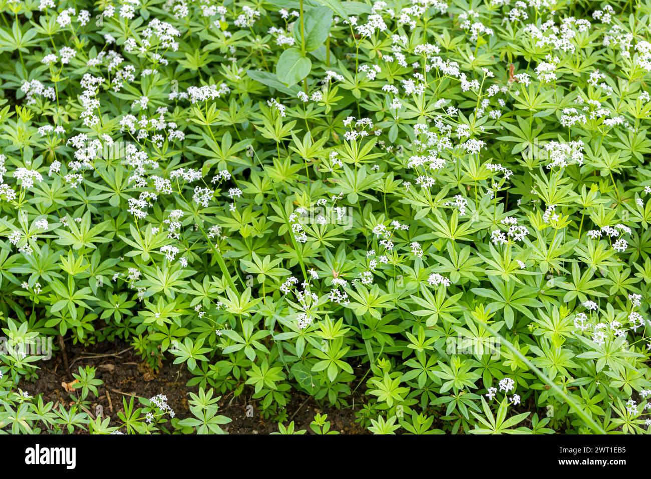 Süßholzwurz (Galium odoratum, Asperula odorata), blühend, Europa, Bundesrepublik Deutschland Stockfoto