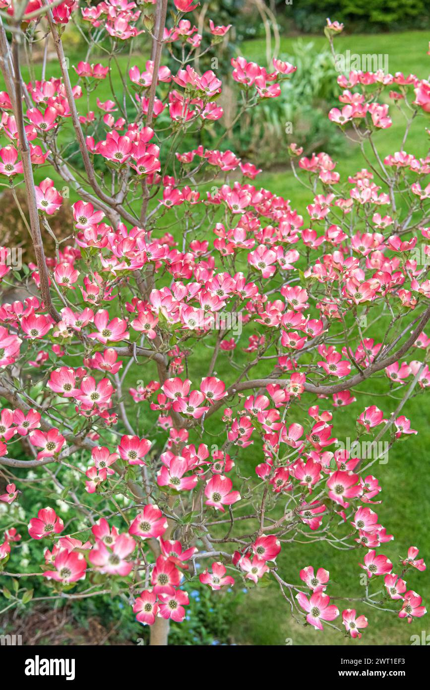 Blühender Hartholz, amerikanischer Buchsbaum (Cornus florida „Sweetwater“, Cornus florida Sweetwater), blühende Sorte Sweetwater Stockfoto