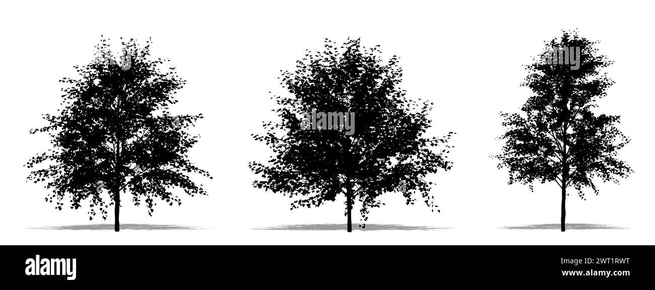 Set oder Sammlung europäischer weißer Birken als schwarze Silhouette auf weißem Hintergrund. Konzept- oder konzeptionelle 3D-Illustration für Natur, Planet, e Stockfoto