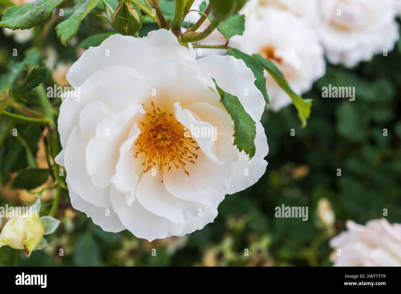 Rosa sempervirens L, die Moschusrose, ist eine seit langem kultivierte Rosenart. Seine wilden Ursprünge sind unsicher, werden aber vermutet, dass ich lüge Stockfoto