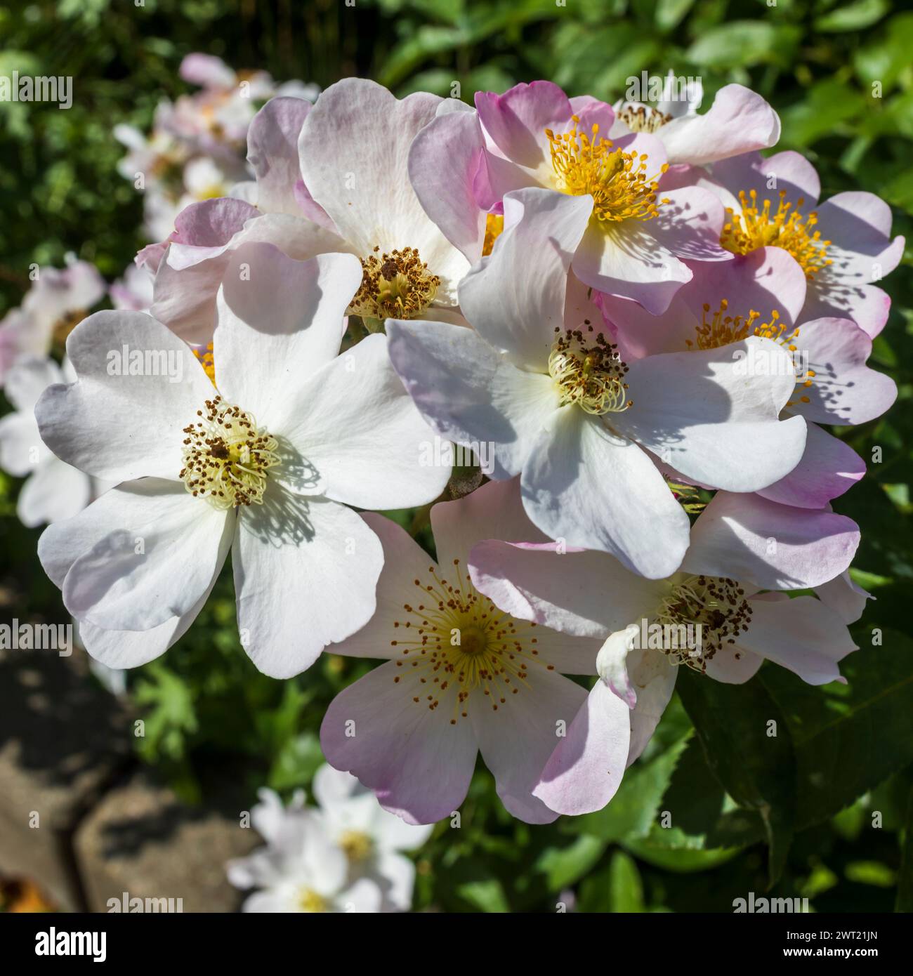 Rosa moschata, die Moschusrose, ist eine Rosenart, die schon lange in der Kultivierung ist. Quadratischer Rahmen Stockfoto