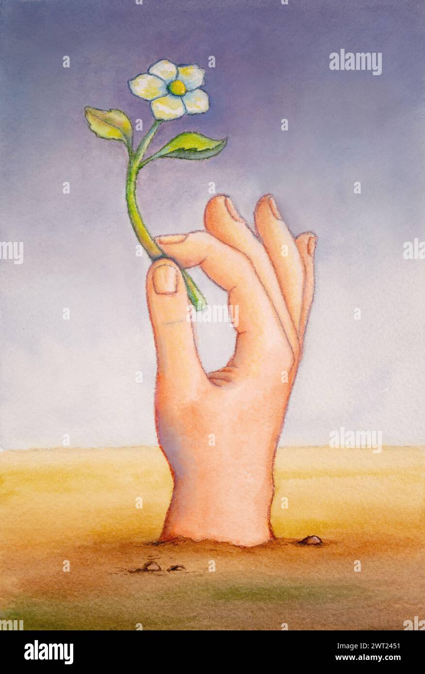 Männliche Hand, die eine kleine weiße Blume hält. Traditionelle Aquarellabbildung auf Papier. Mein eigenes Kunstwerk. Stockfoto