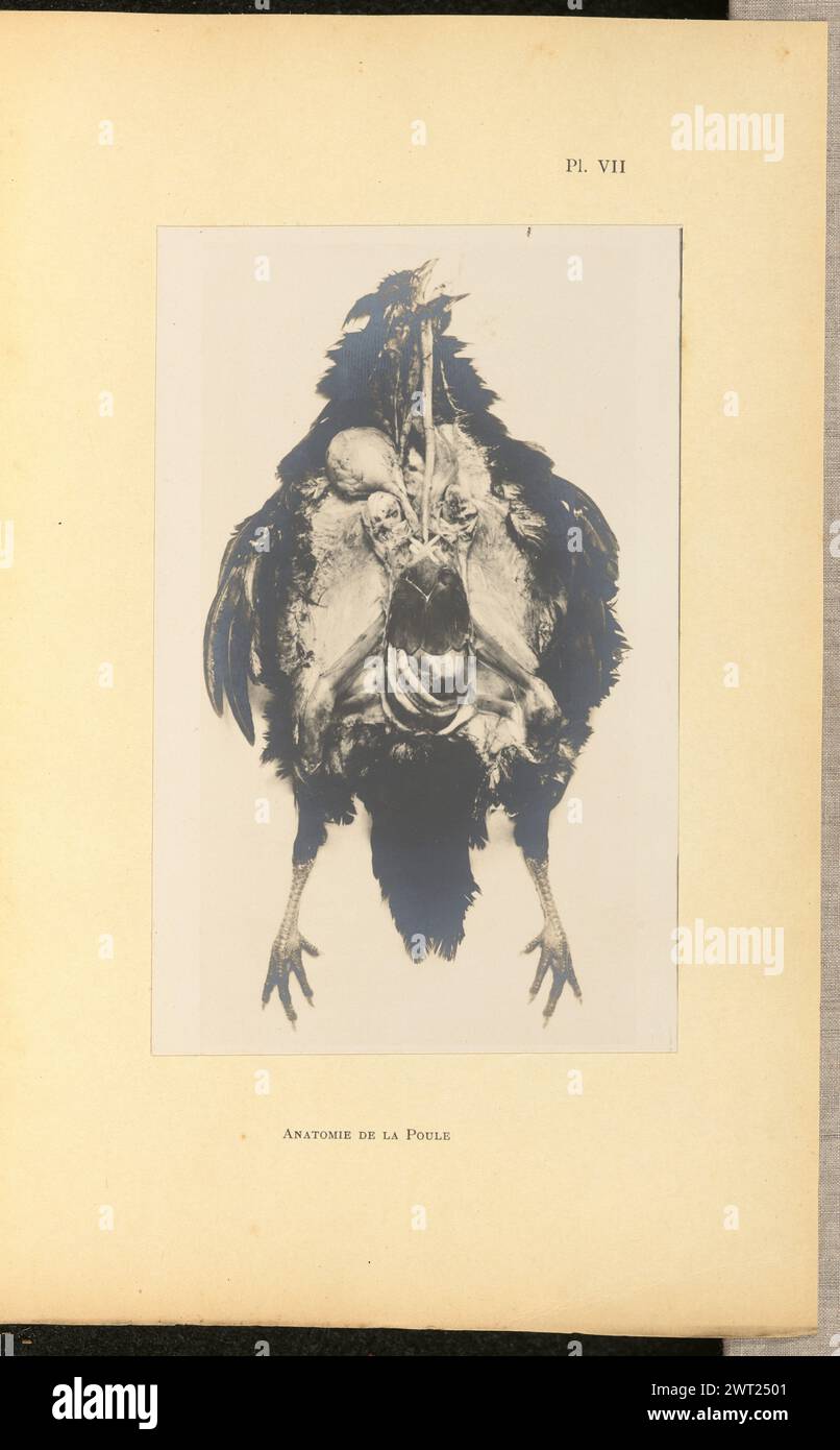 Anatomie de la Poule. A.-L. Donnadieu, Fotograf (Französisch, 1840–1911) etwa 1901 Fotografie eines sezierten Hühnchens mit nach oben gerichteter Bauchhöhle, die seine inneren Organe zeigt. (Recto, Halterung) oben rechts, in schwarzer Tinte gedruckt: 'PL. VII"; unten in der Mitte, mit schwarzer Tinte bedruckt: "ANATOMIE DE LA POULE"; Stockfoto
