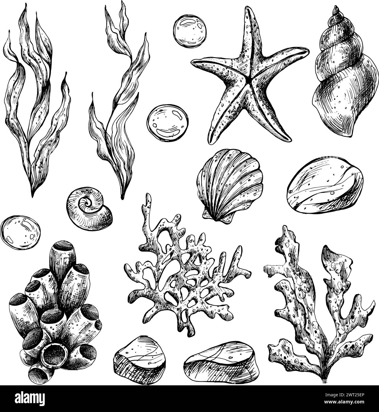 Unterwasserwelt Clipart mit Meerestieren Wal, Schildkröte, Kraken, Seestern, Seesternen, Muscheln, Korallen und Algen. Handgezeichnete grafische Abbildung Stock Vektor