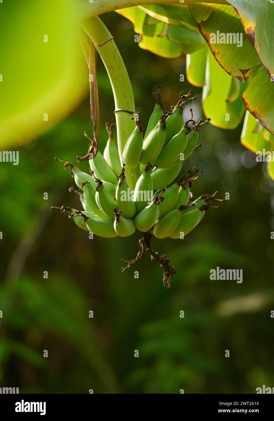 Die grüne rohe Banane auf dem Baum Stockfoto